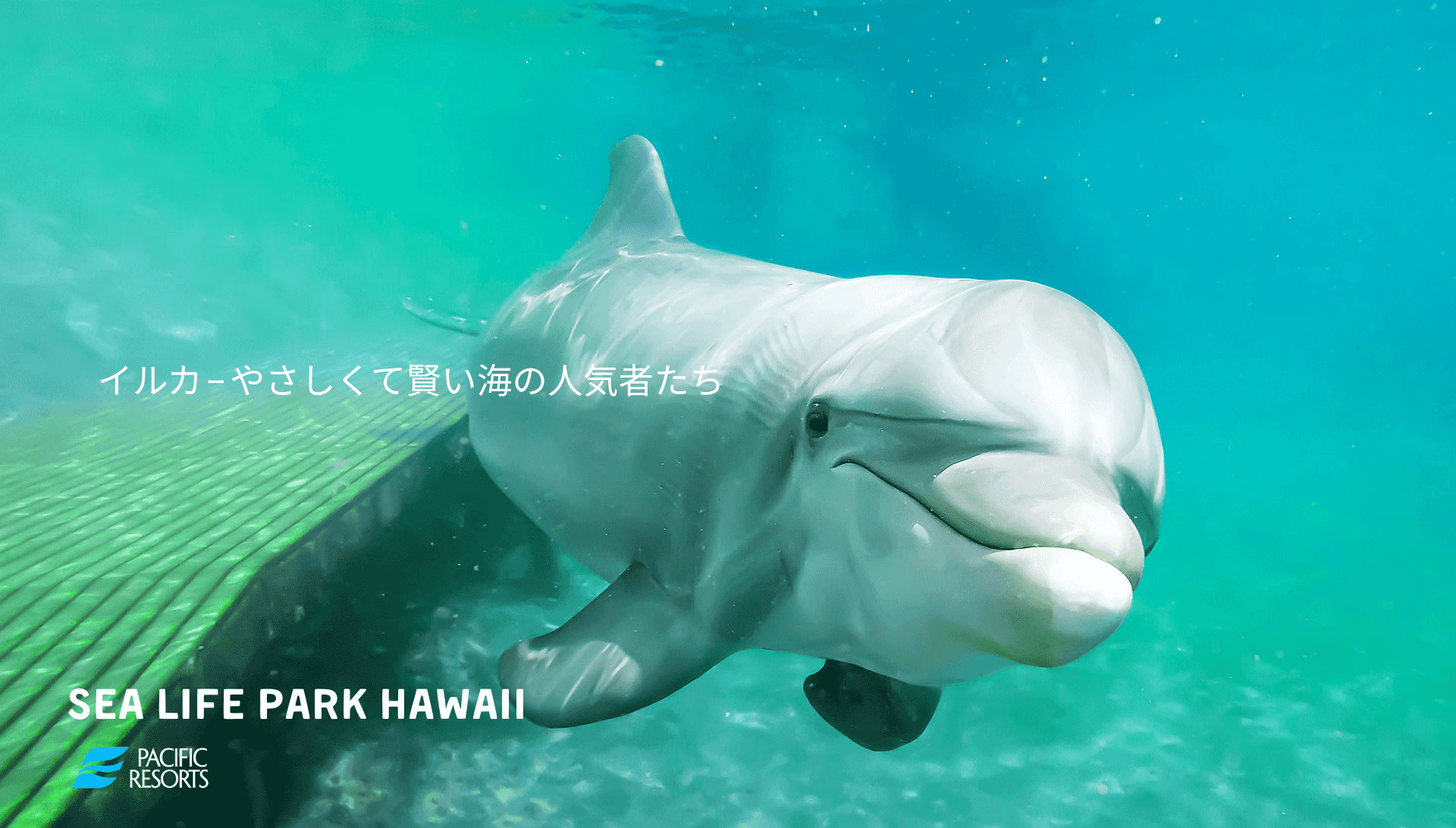 イルカ – やさしくて賢い海の人気者たち | シー ライフ パーク ハワイ
