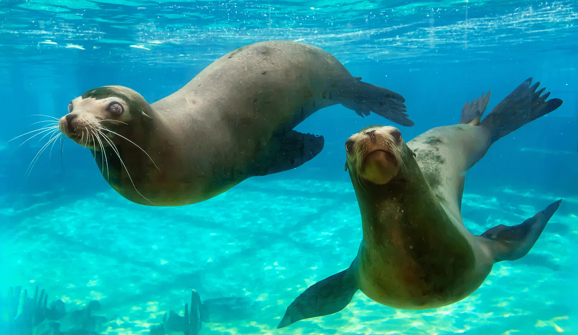 水中の泳ぐアシカ、クパアとリー