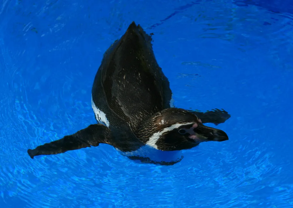 水面を泳ぐフンボルトペンギン