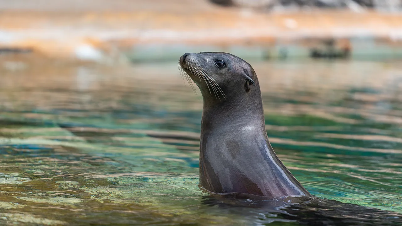 水面から顔を出すアシカ