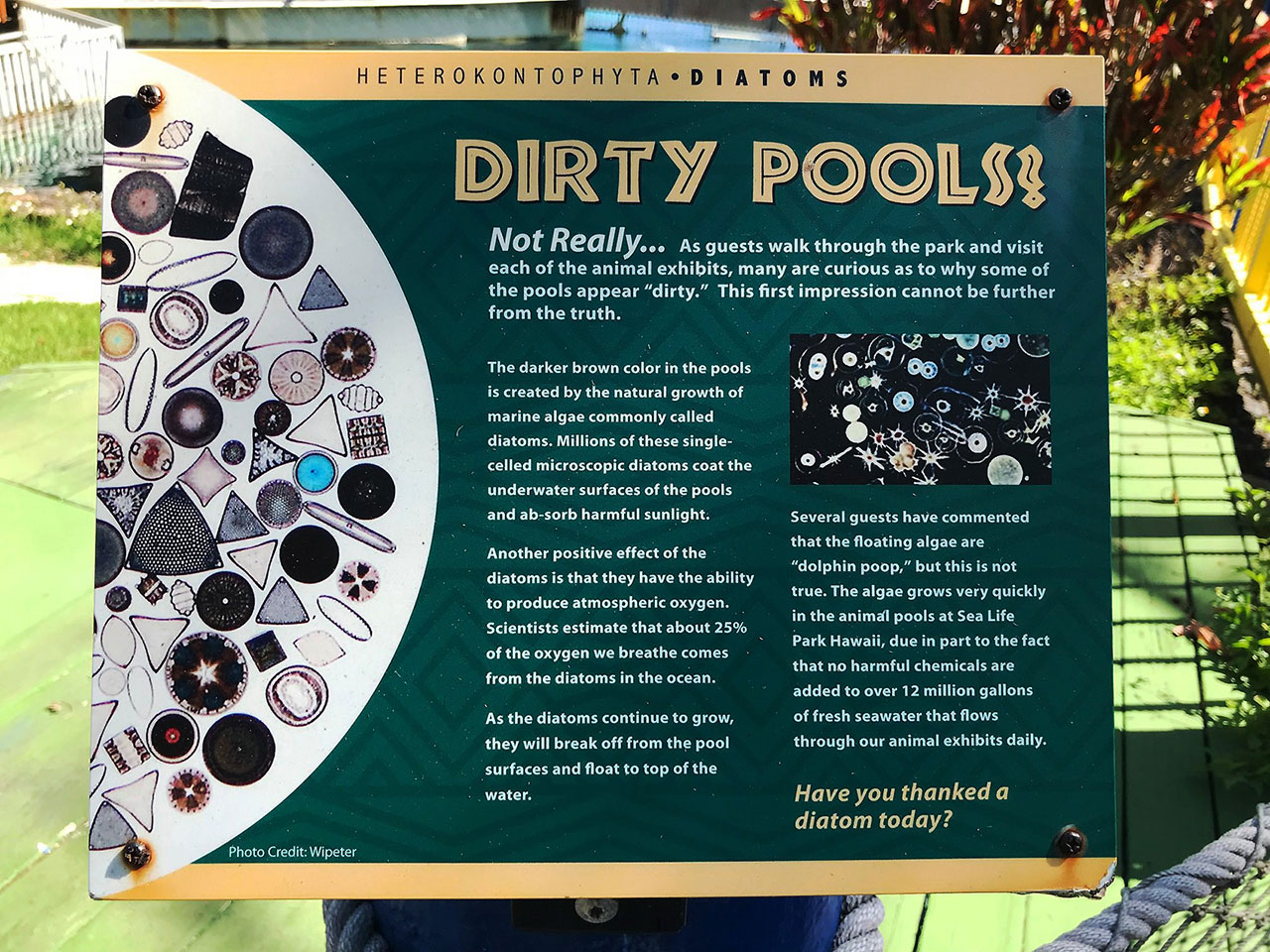 シー ライフ パーク ハワイのプールの水の仕組みを説明する案内パネル