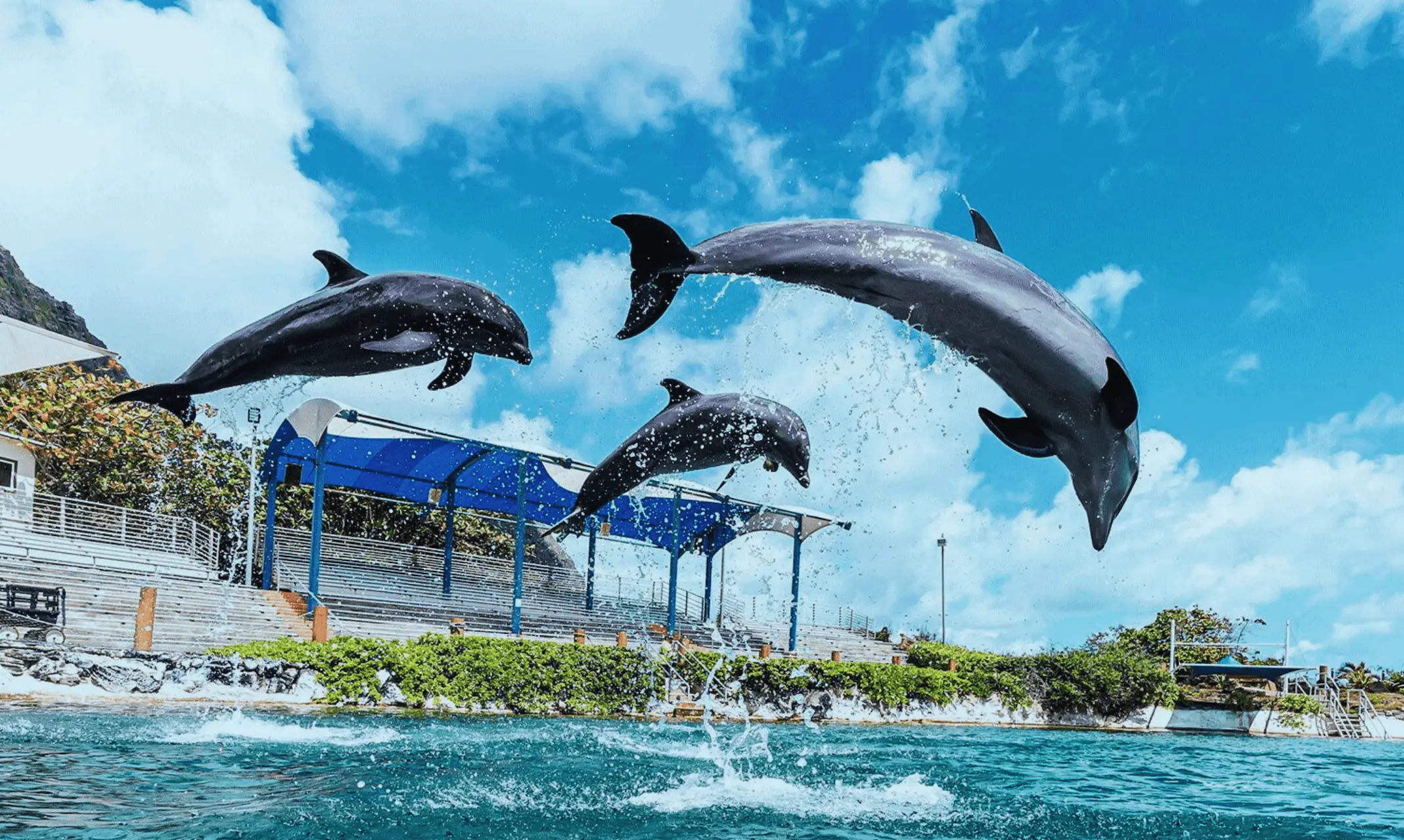 日本語公式】シー ライフ パーク ハワイ | ハワイ最大級の体験型マリン