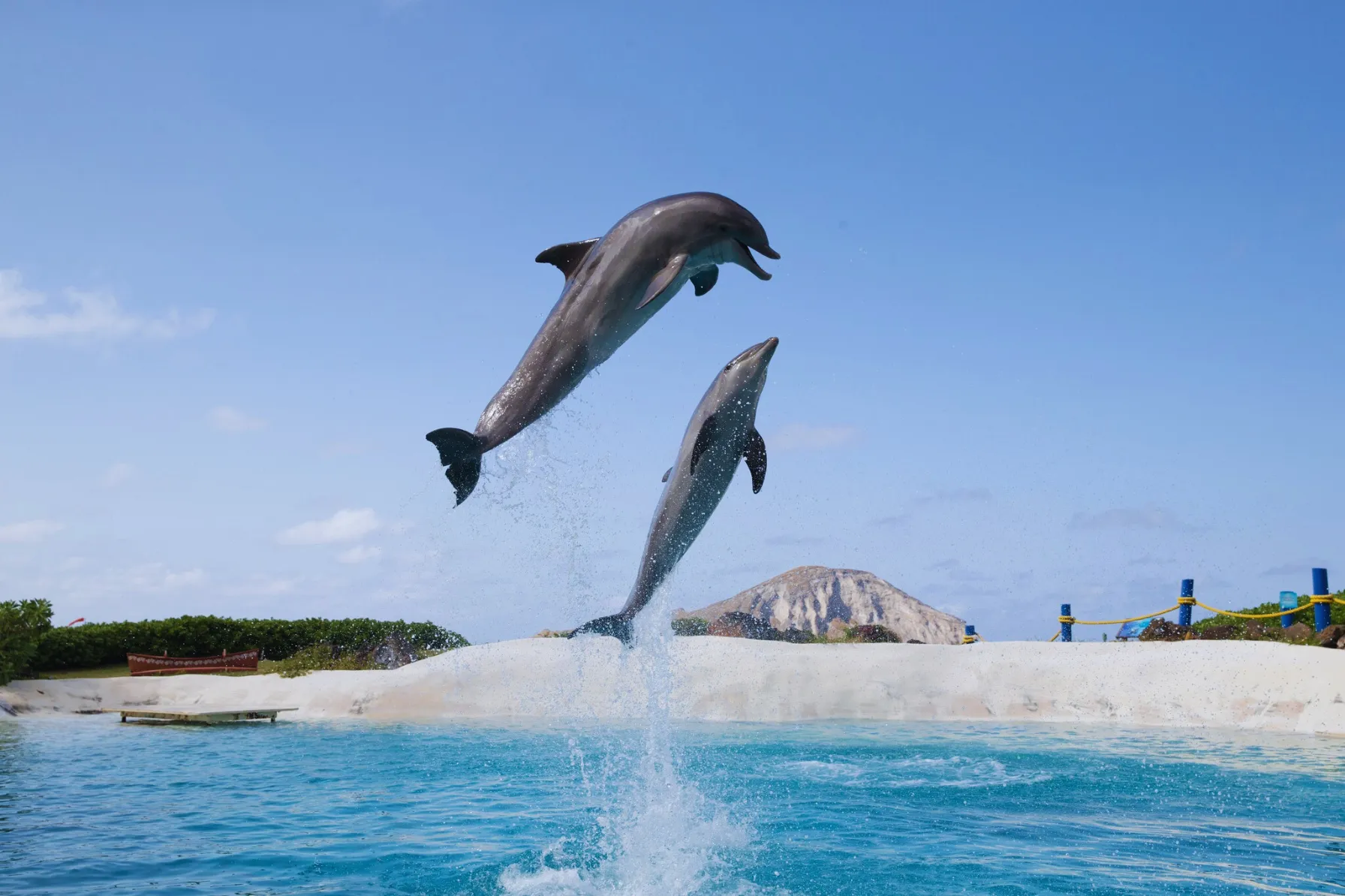 アロハ・ナイア・ドルフィンショー|シー ライフ パーク ハワイ
