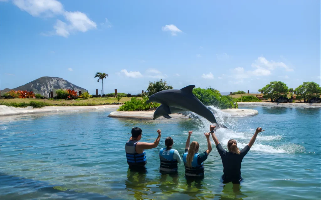 ドルフィン・エンカウンター | シー ライフ パーク ハワイ