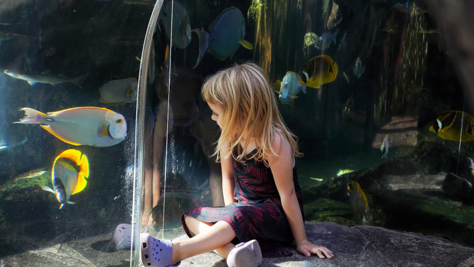 タッチプールの熱帯魚観察 | シー ライフ パーク ハワイ