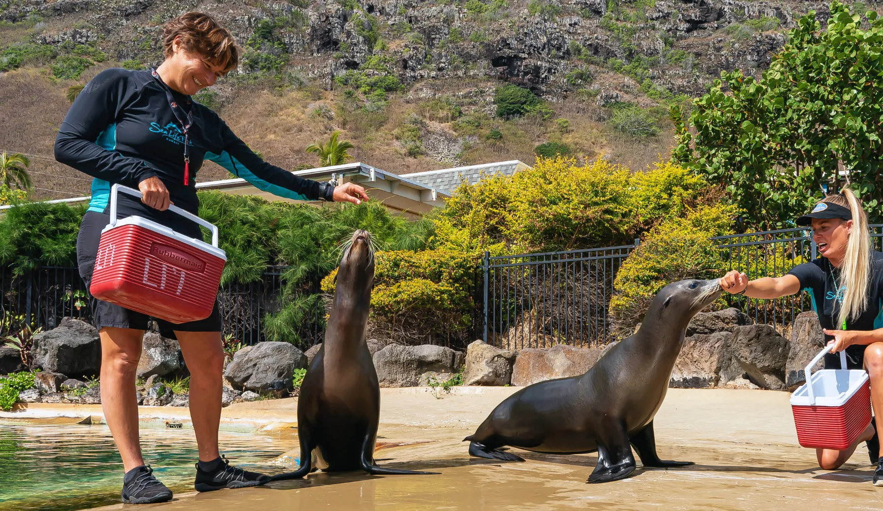 アシカのプレゼンテーション|シー ライフ パーク ハワイ