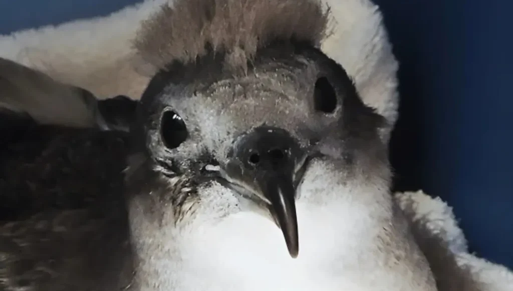 シーライフパークハワイで保護をしたミズナギドリのヒナ