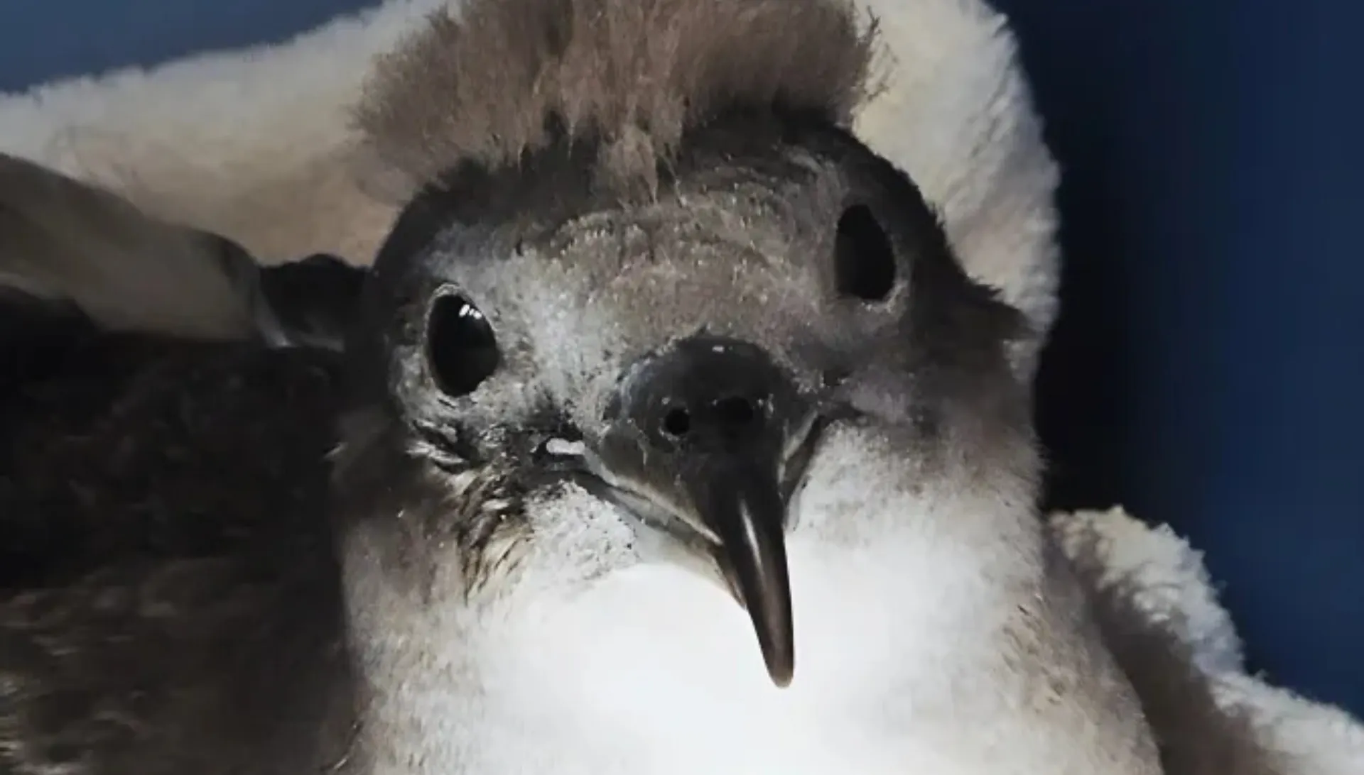 シーライフパークハワイで保護をしたミズナギドリのヒナ