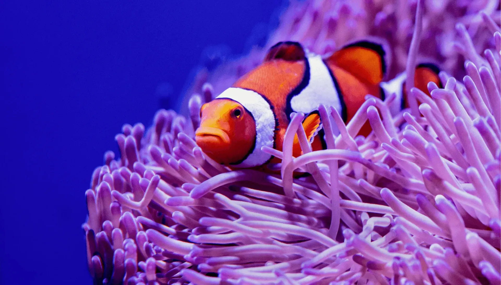 イソギンチャクのそばで泳ぐ熱帯魚