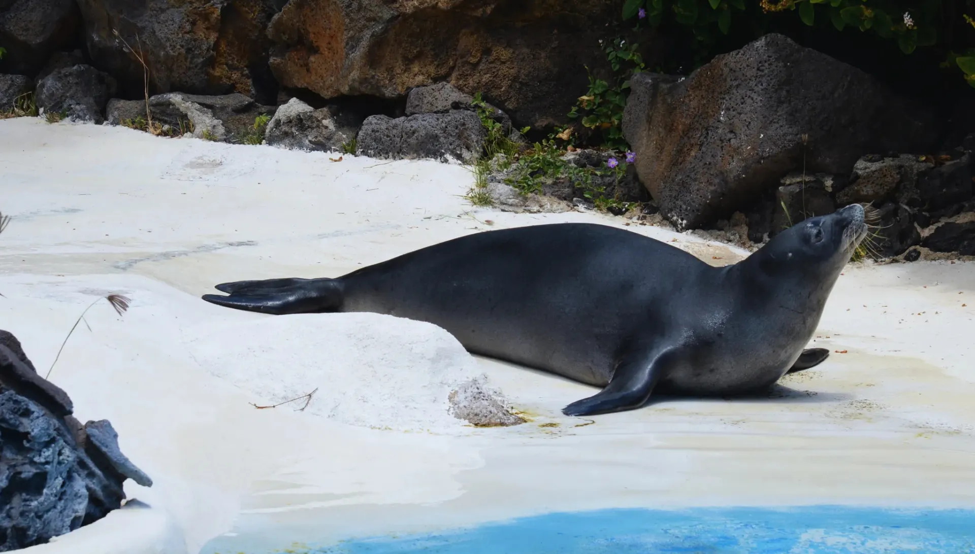 ハワイアン・モンク・シールのケコア