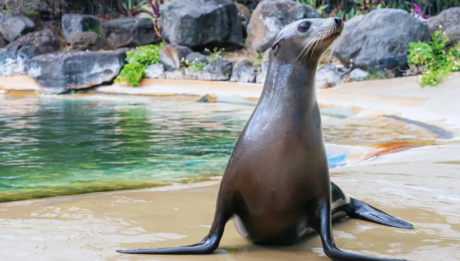 シーライフパークのアシカ