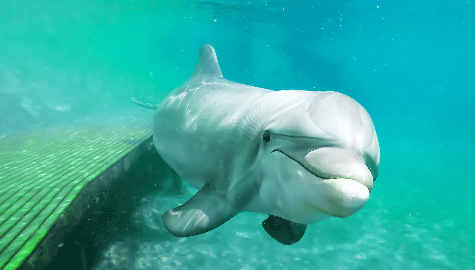 シーライフパークハワイのイルカ