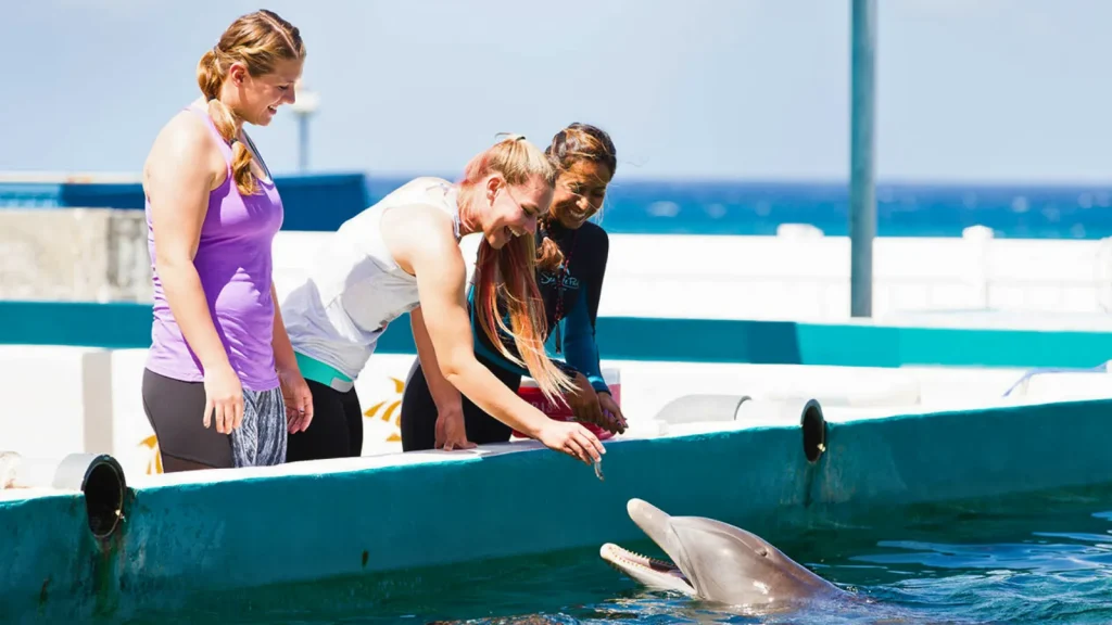 バックステージでイルカにエサやりをする参加者