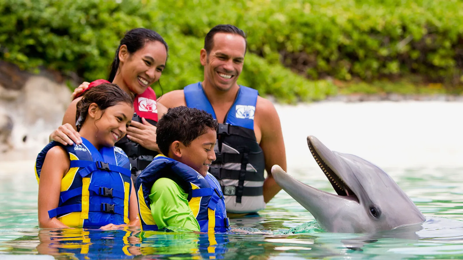 浅瀬のプールでイルカに触れる参加者の様子