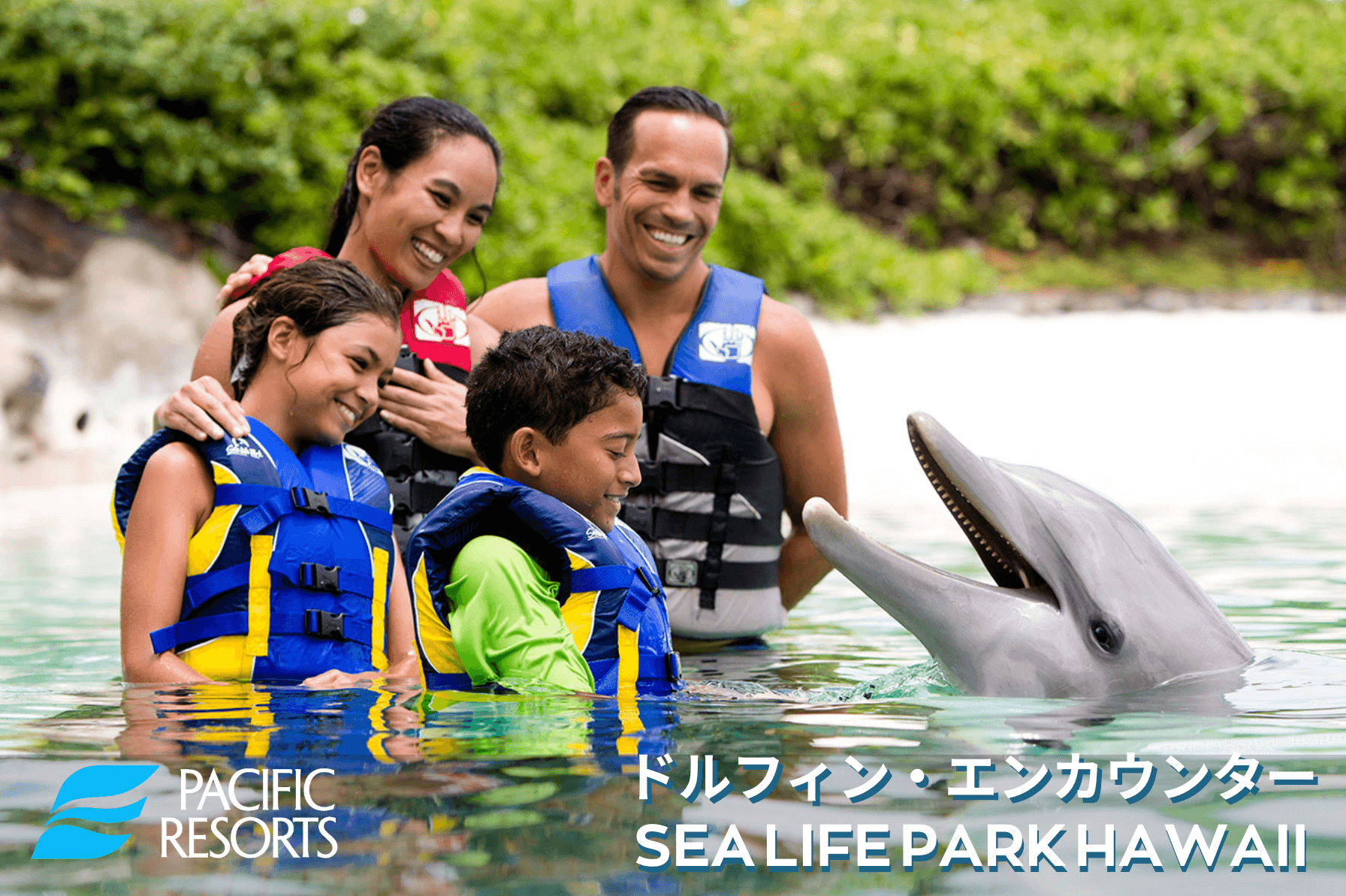 ドルフィン・エンカウンター｜シー ライフ パーク ハワイ【日本語公式】