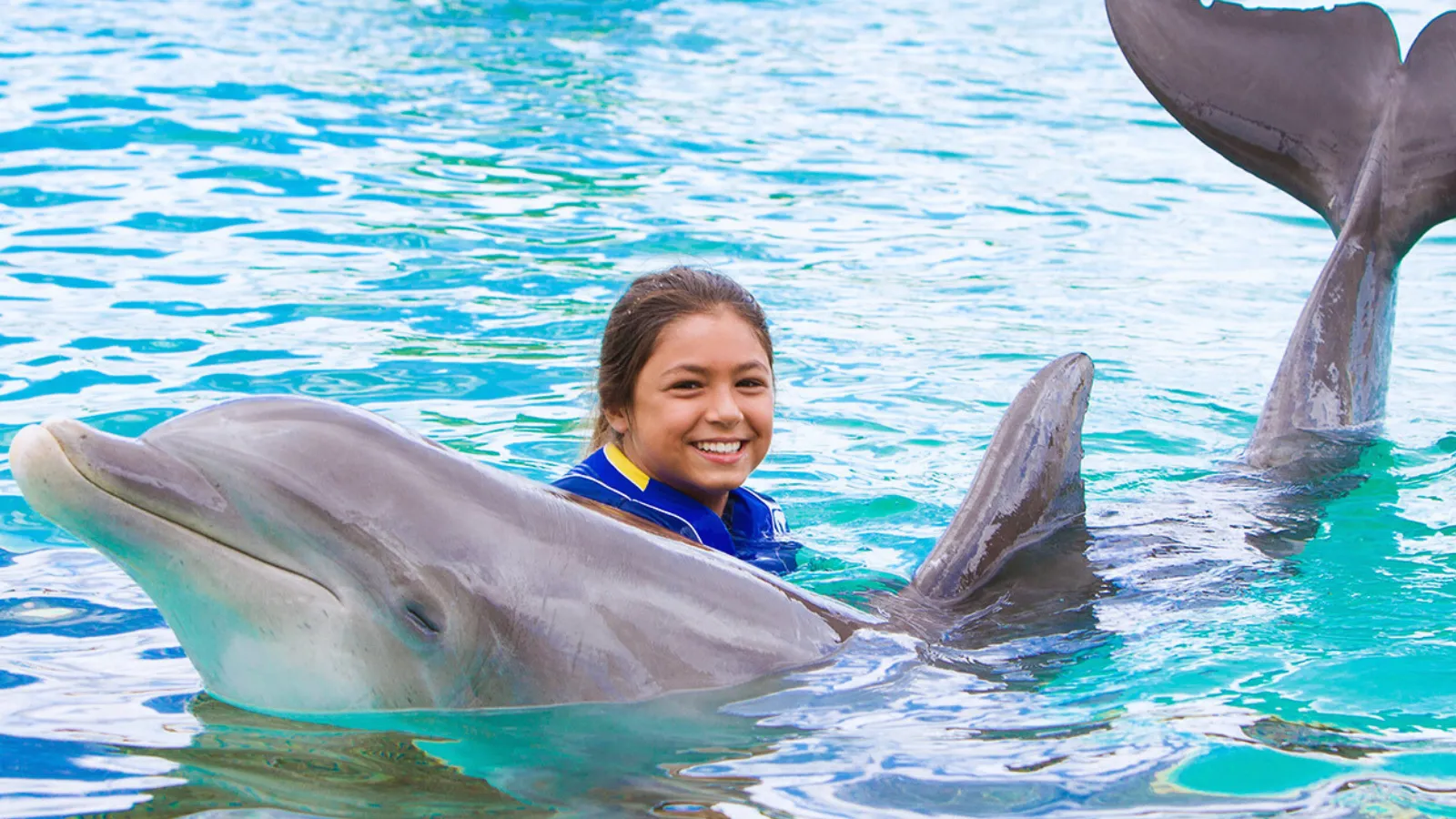 水中でイルカと触れ合う参加者の様子