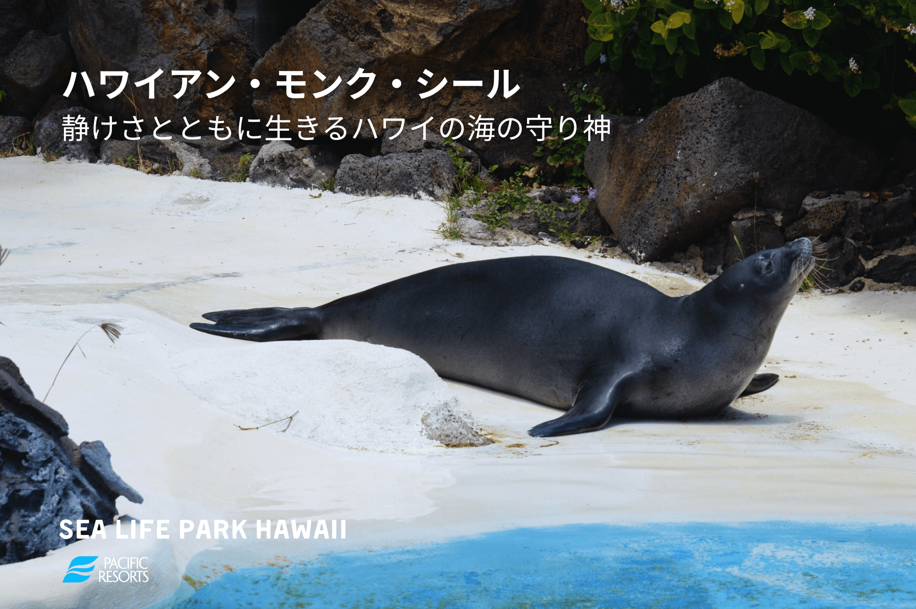 LACOSTE ☆ Save Our Species ハワイアンモンクアザラシ Lacoste save our species ハワイアンモンクアザラシ XS アザラシ