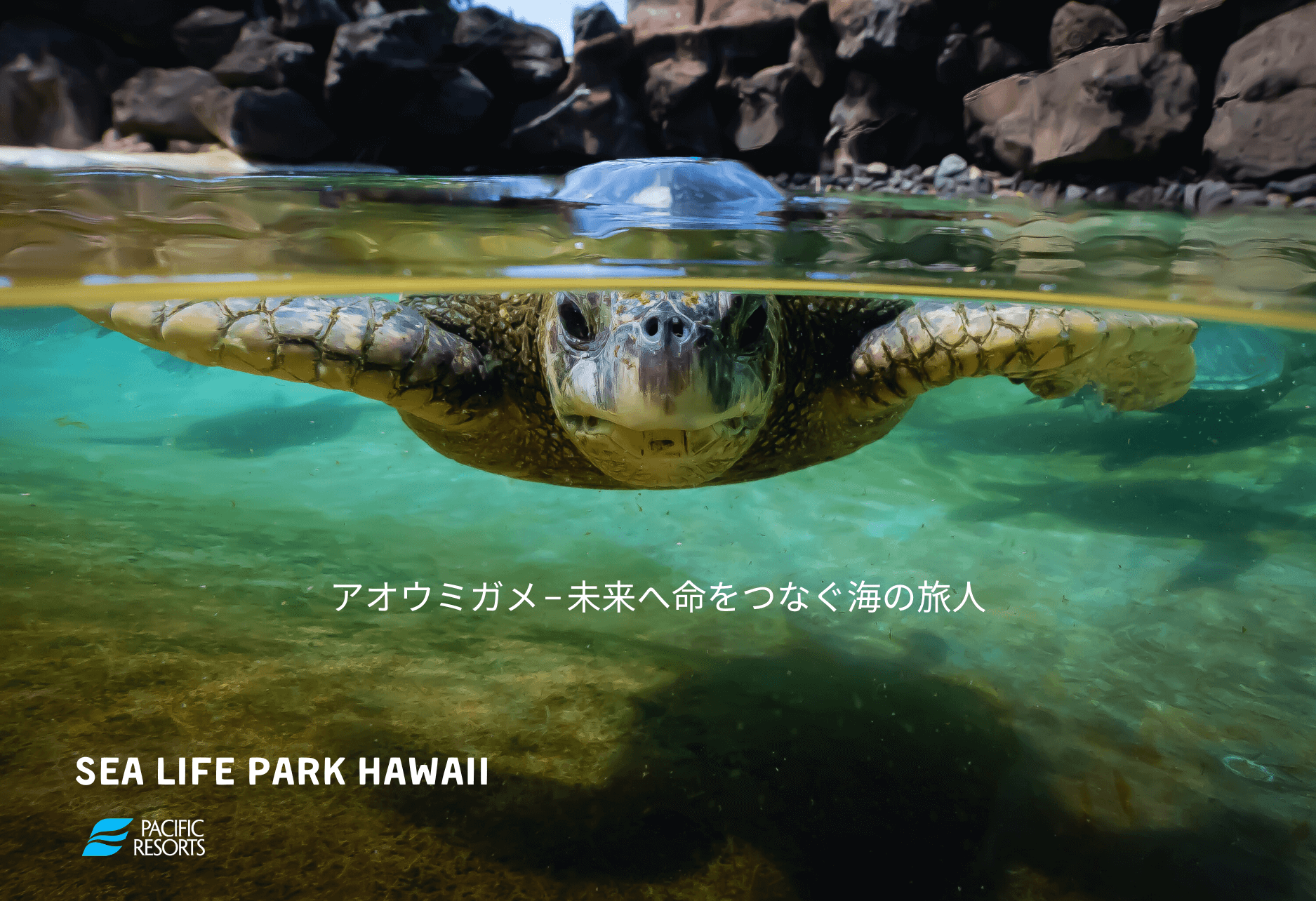 アオウミガメ – 未来へ命をつなぐ海の旅人 | シー ライフ パーク