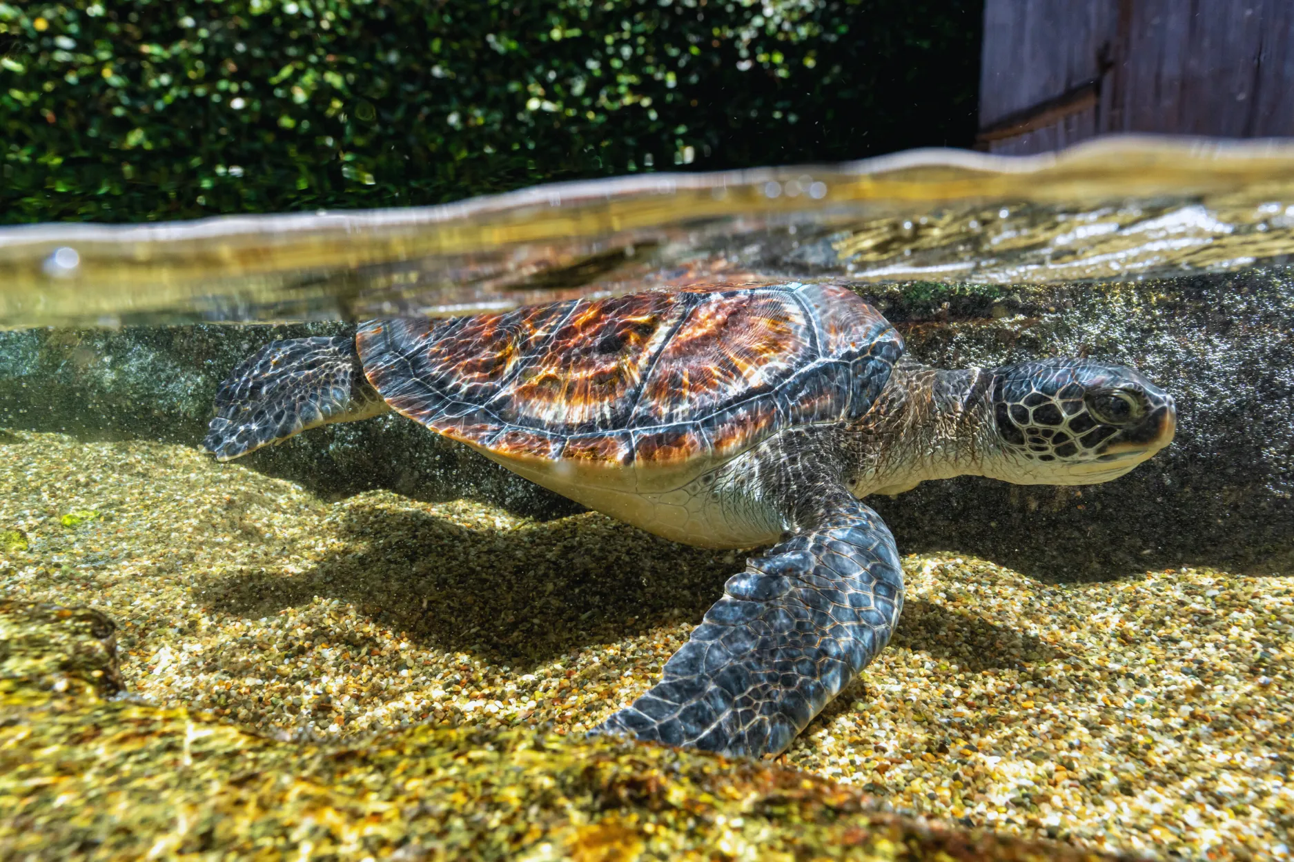 水中、横から見るアオウミガメ