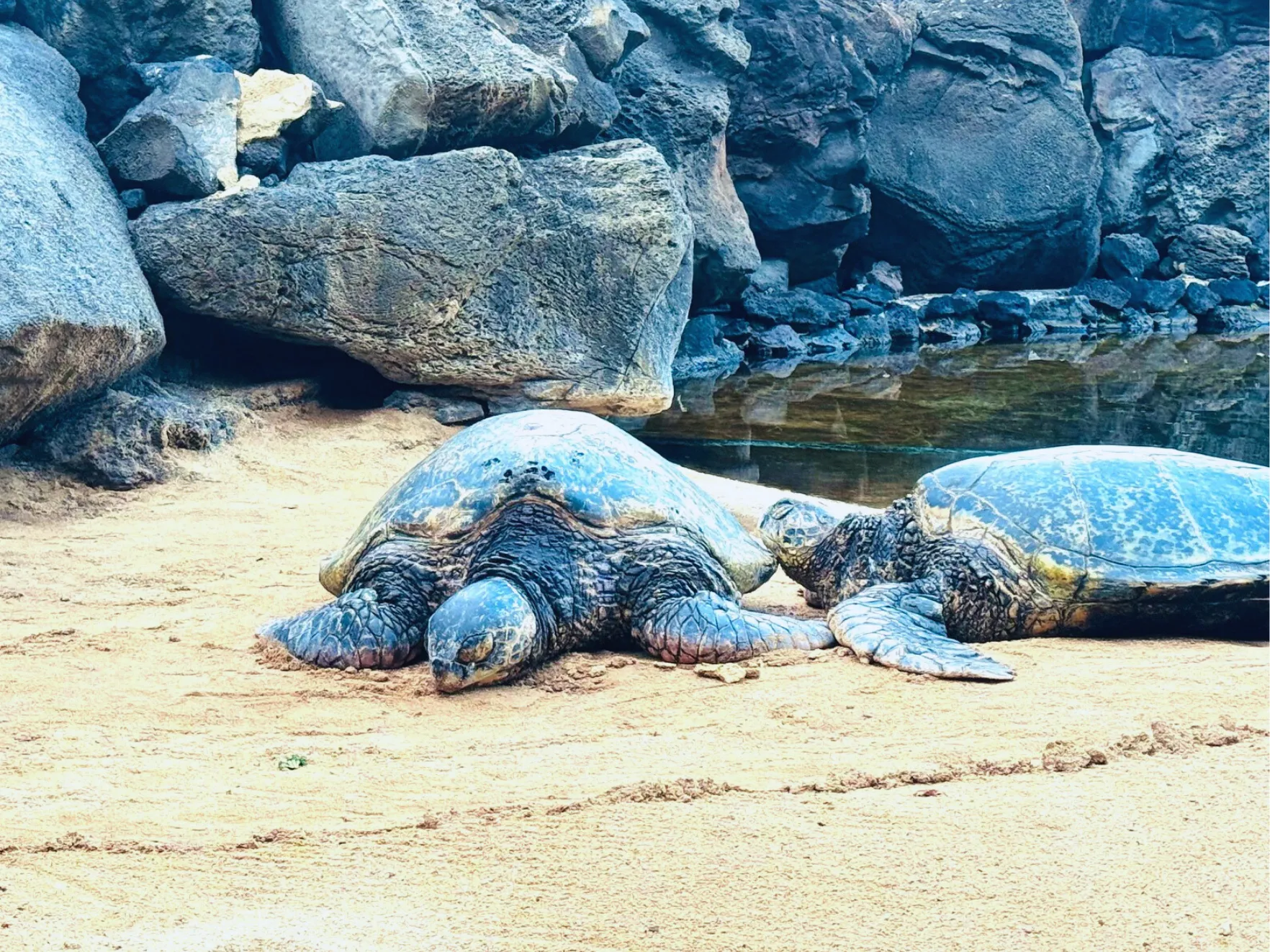 砂浜で日向ぼっこをしているアオウミガメ