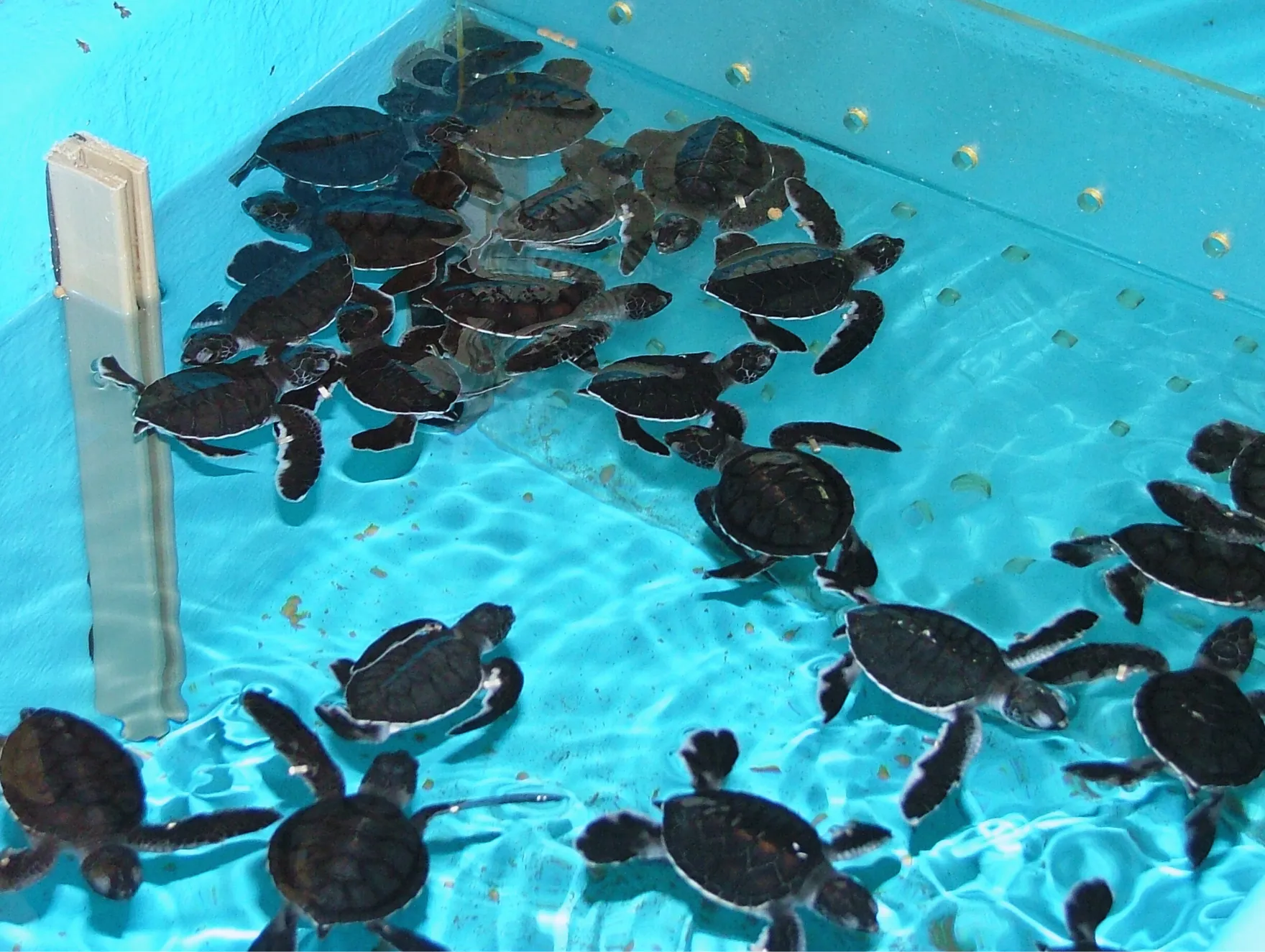 海に帰す前のたくさんのアオウミガメの赤ちゃん