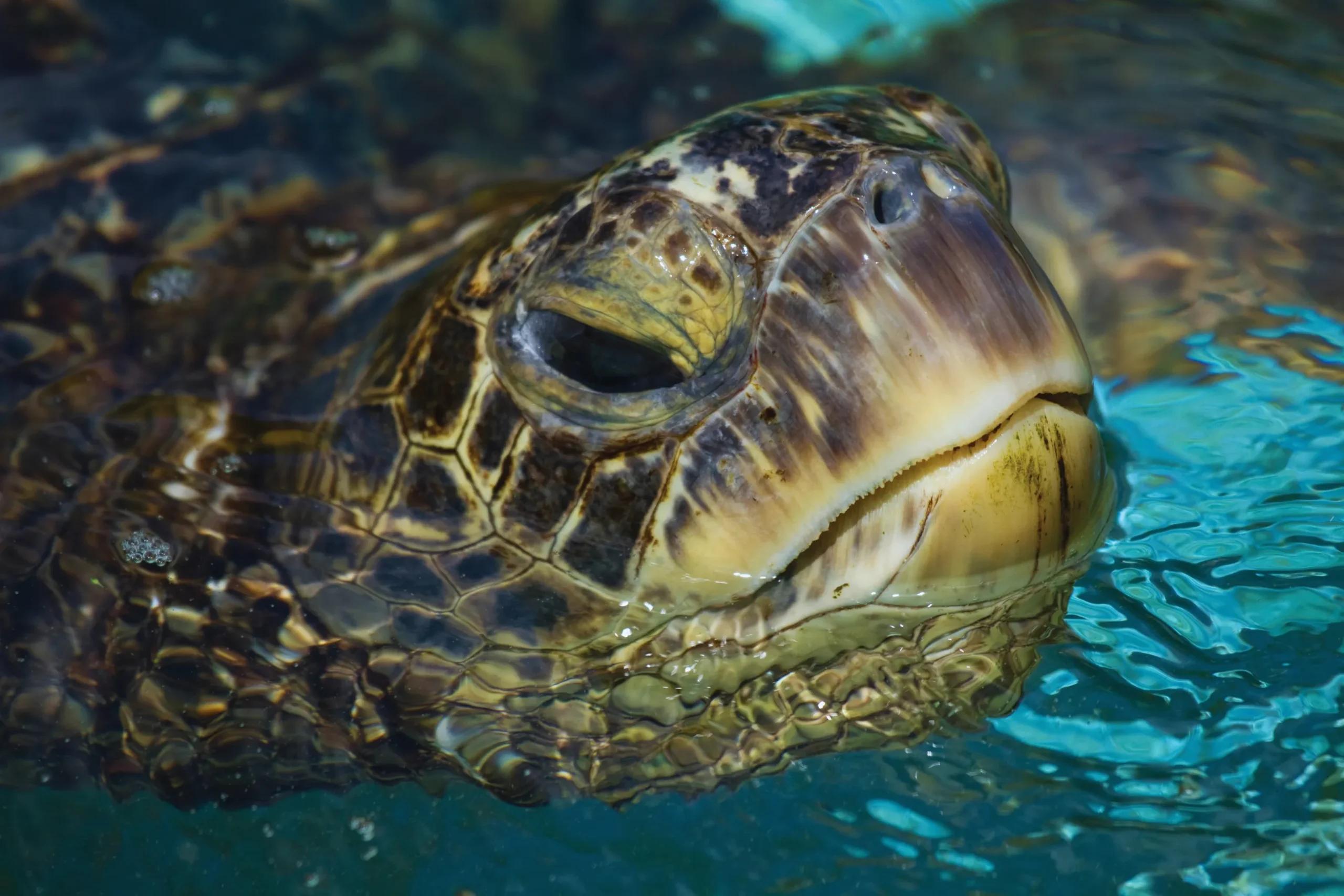 アオウミガメの顔アップ