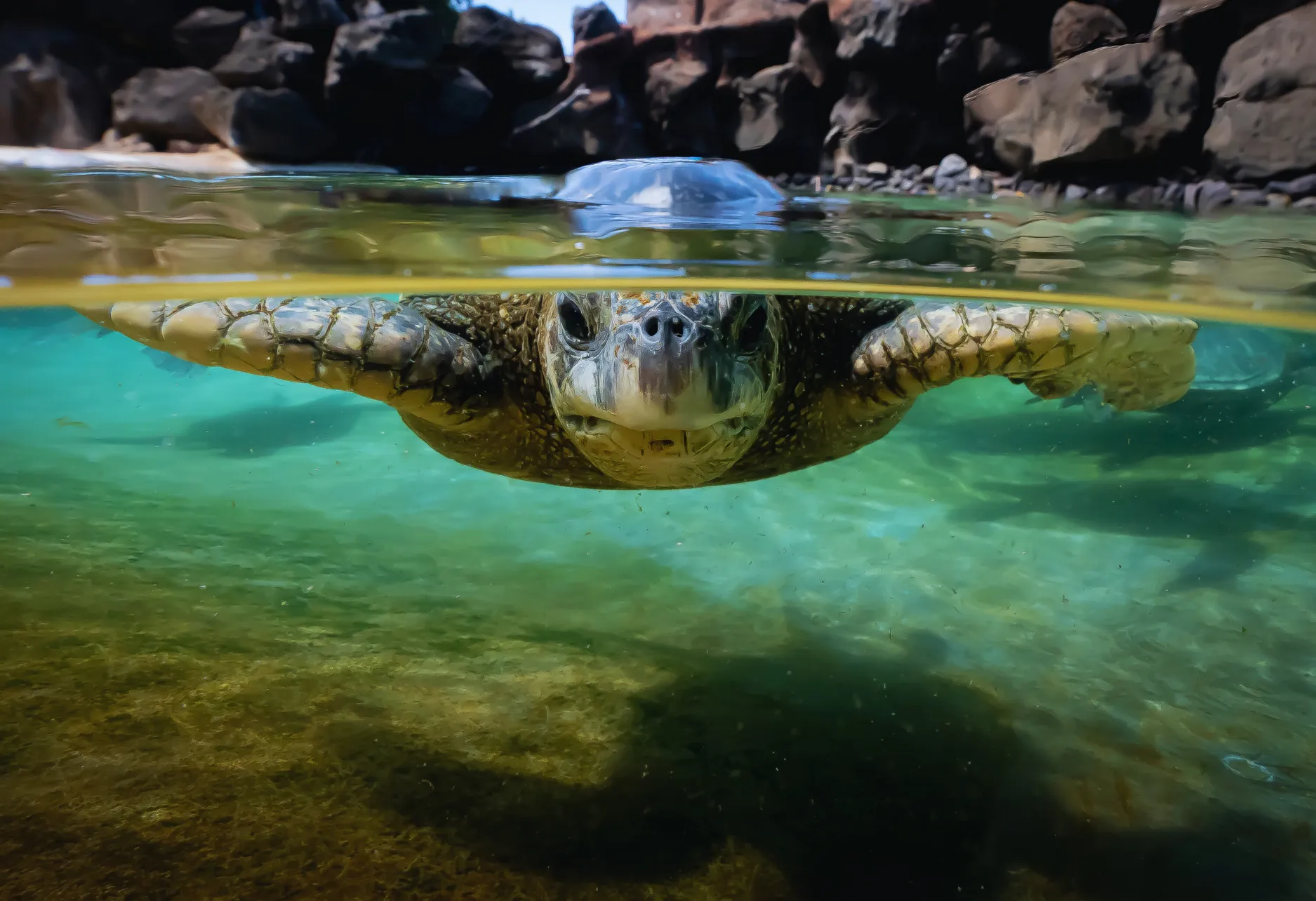 水中、真正面から見るアオウミガメ