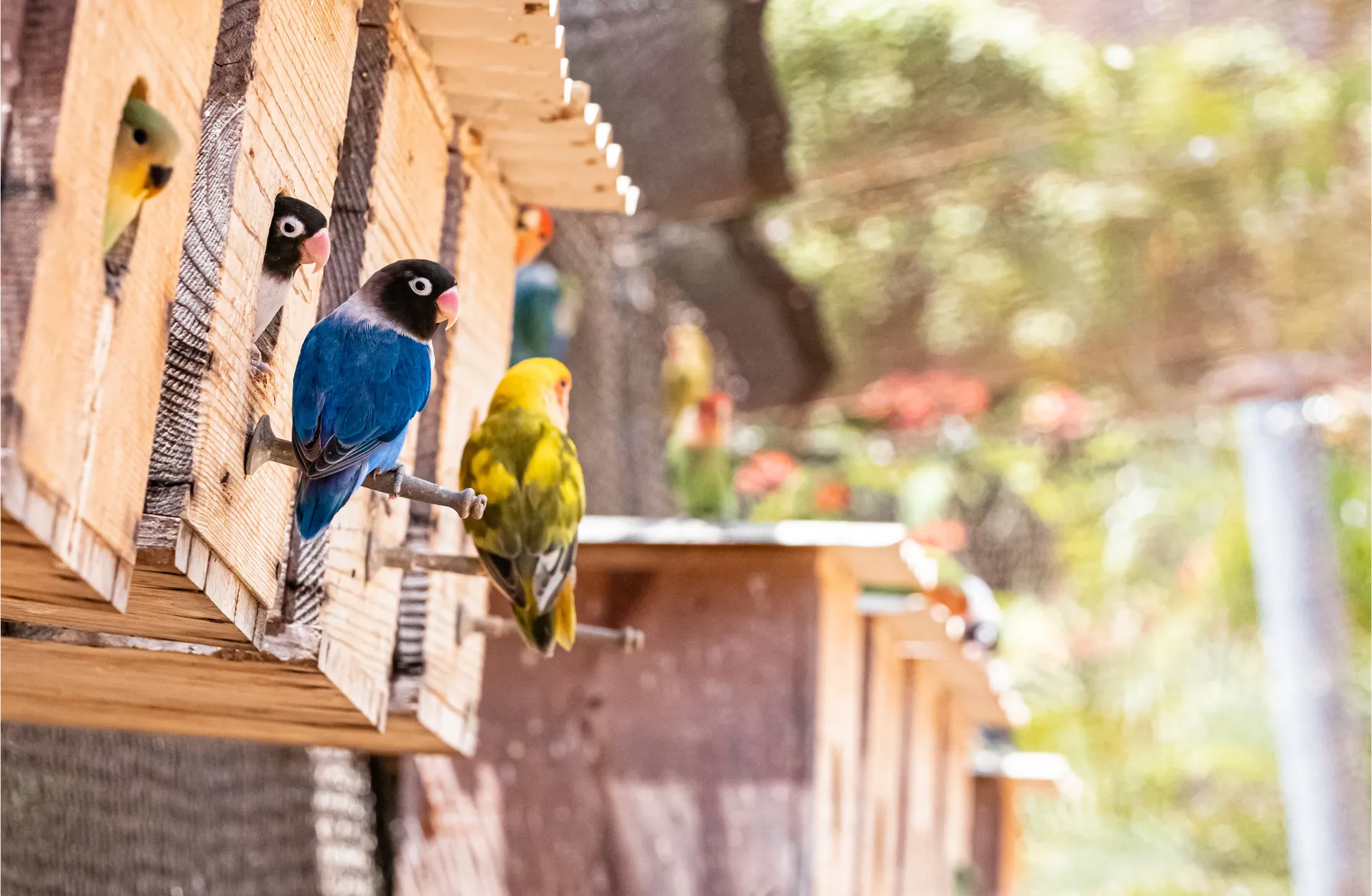 巣箱から姿を現すセキセイインコたち