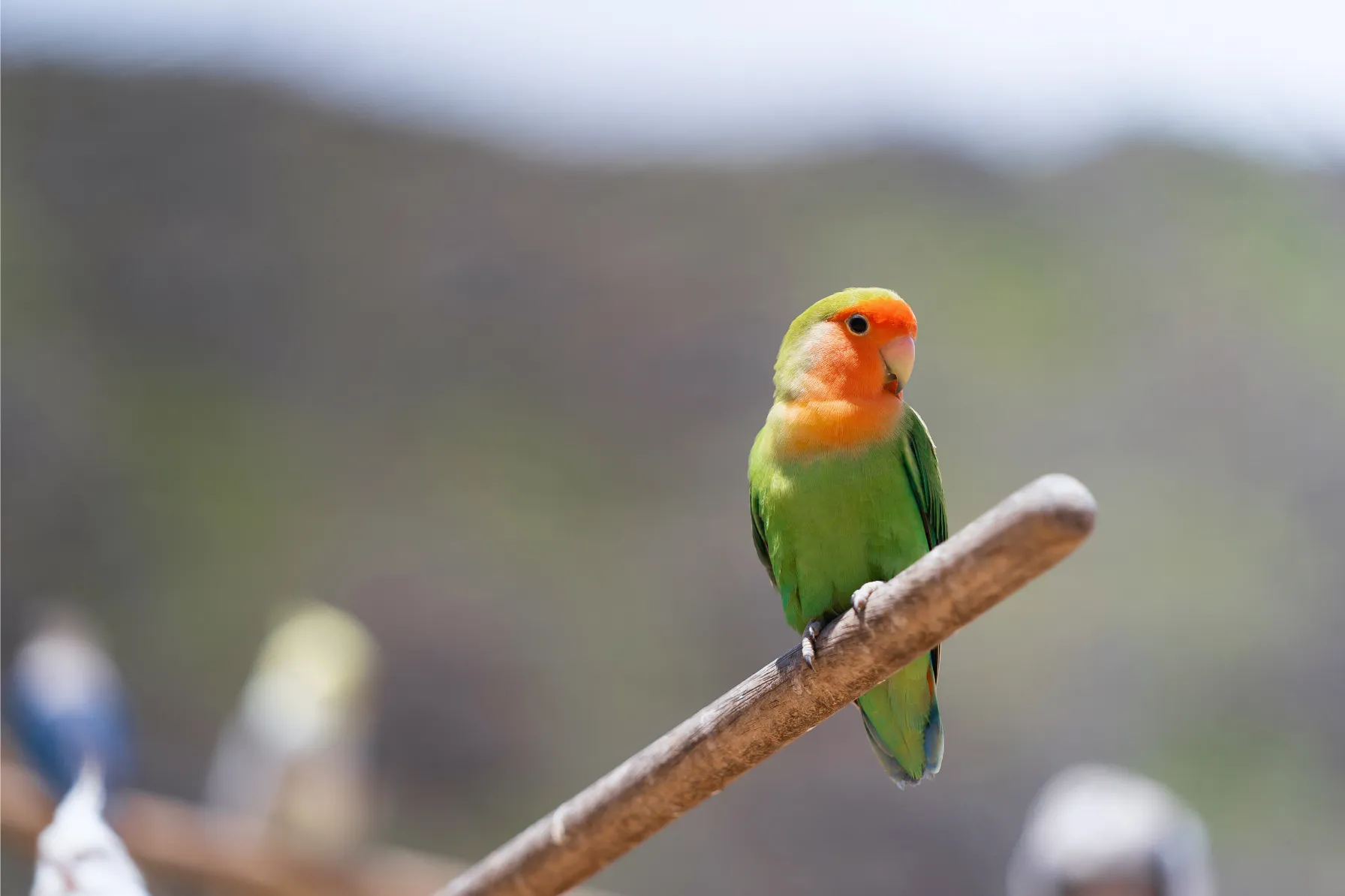 緑の羽根のセキセイインコ