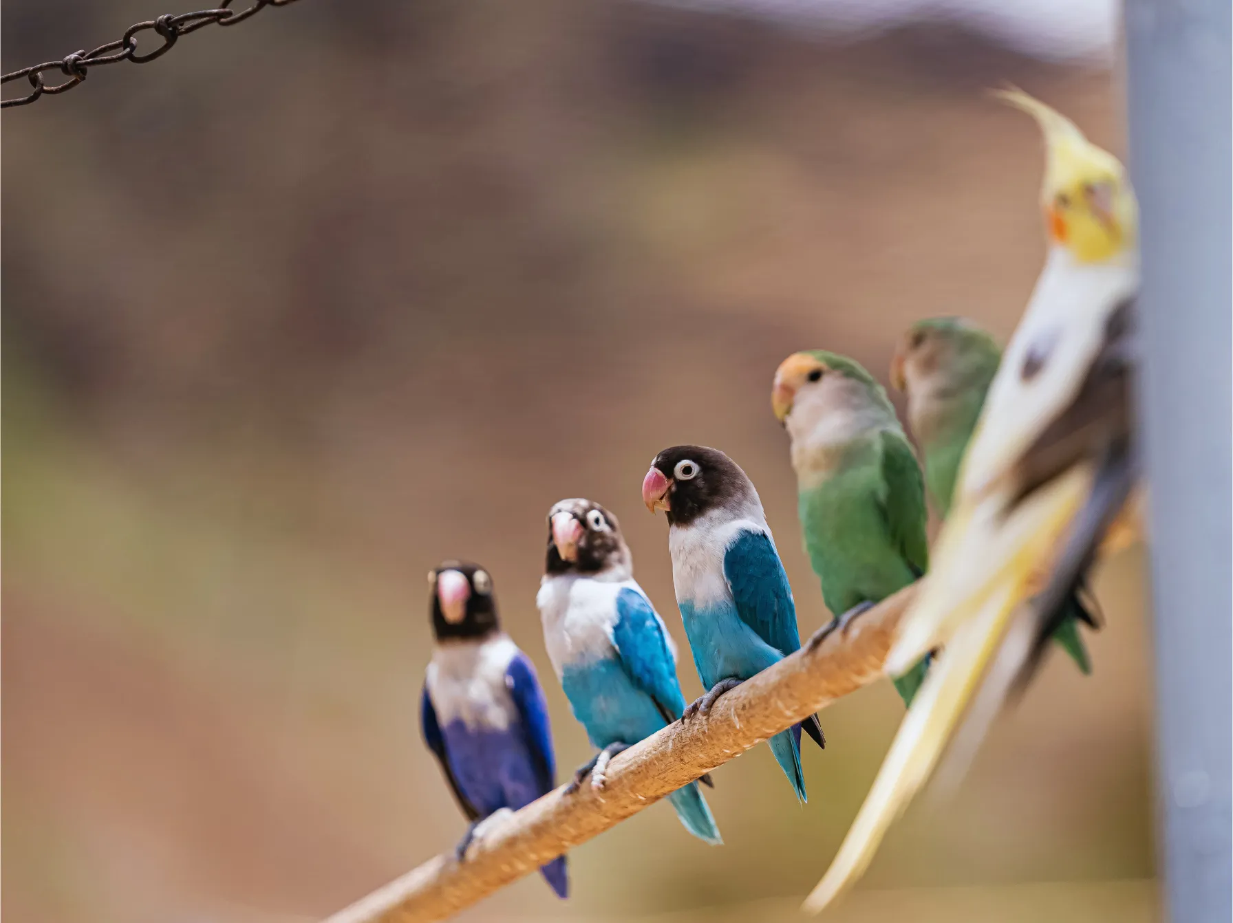 止まり木で並ぶ色とりどりのセキセイインコたち