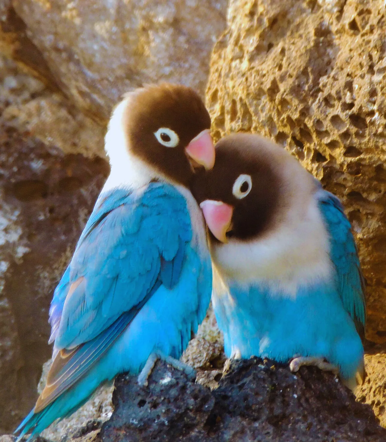 寄り添いあう青い二羽のボタンインコ