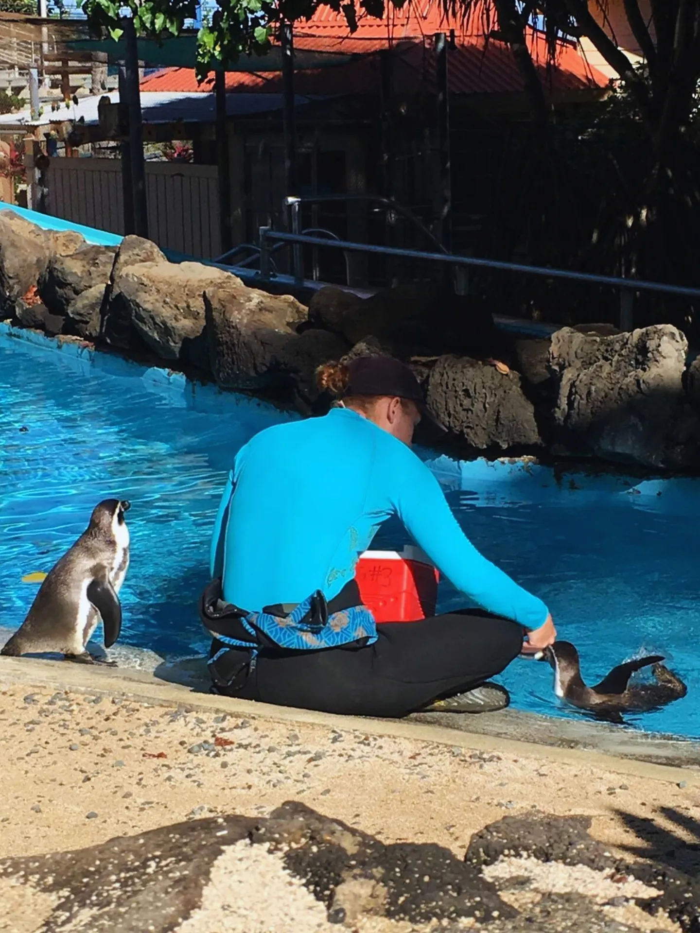 スタッフからご飯をもらってるフンボルトペンギンたち