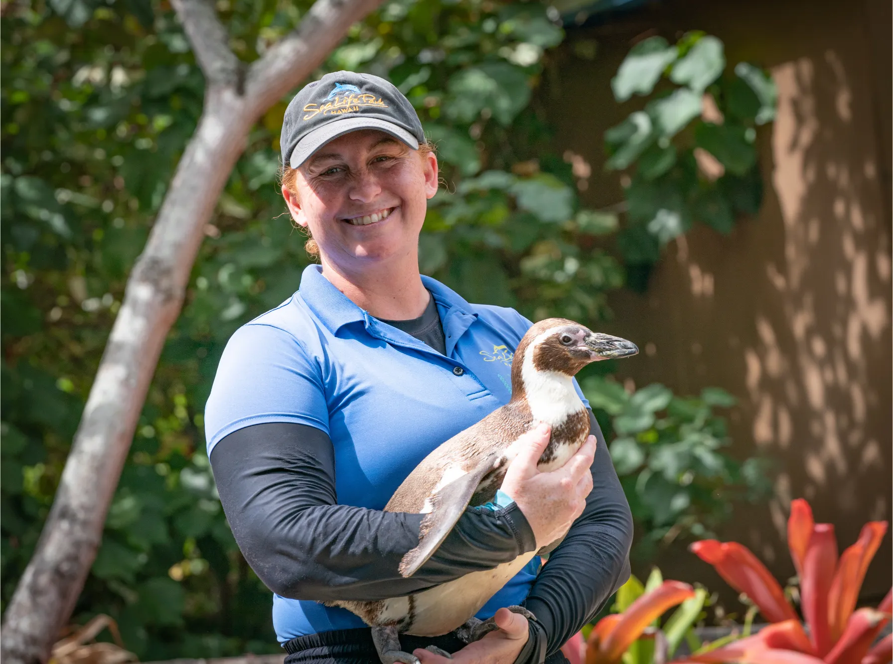 シーライフパークハワイのスタッフに抱かれているフンボルトペンギン