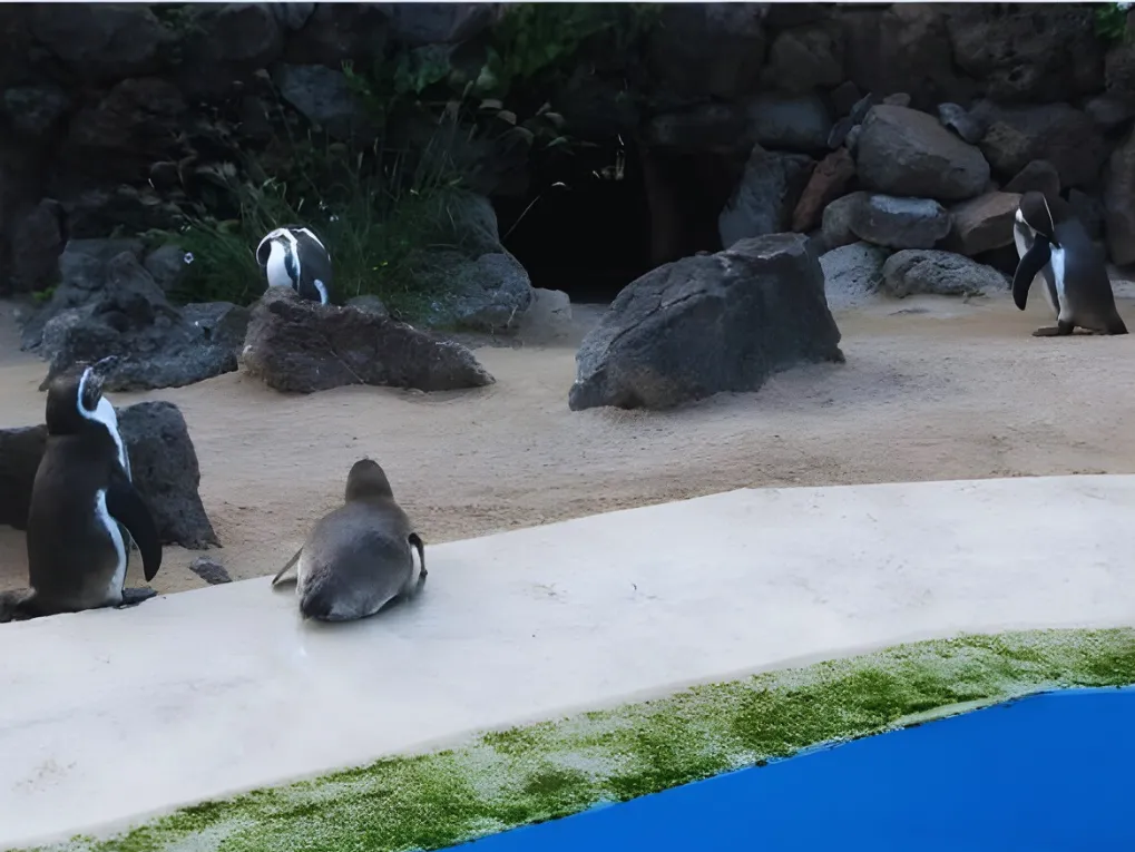 シーライフパークのペンギンエリアにいるフンボルトペンギンたち
