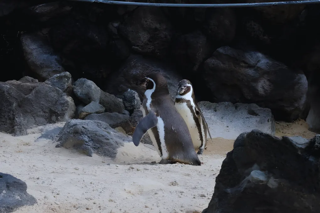 二羽のフンボルトペンギン