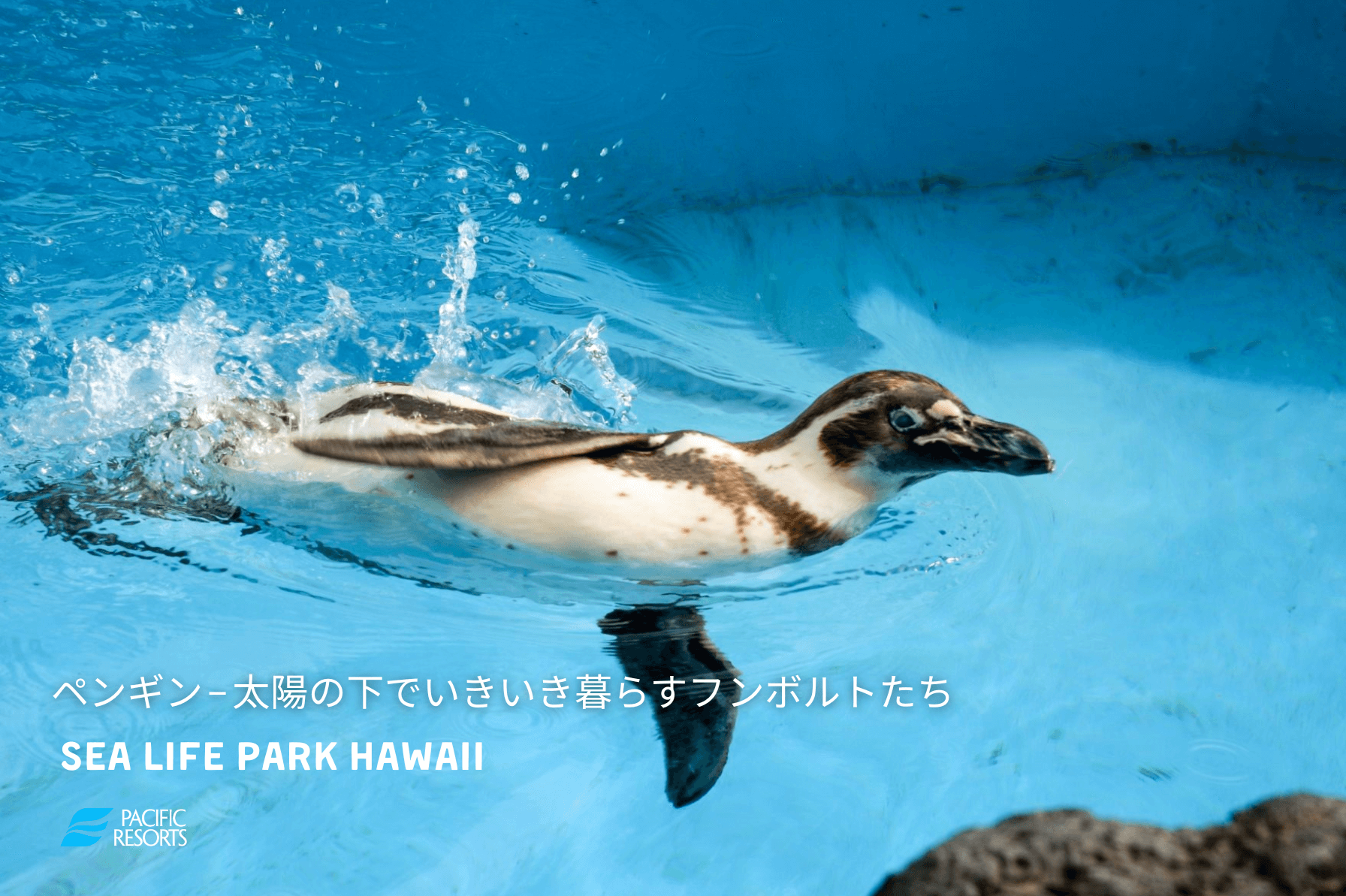ペンギン – 太陽の下でいきいき暮らすフンボルトたち | シー ライフ