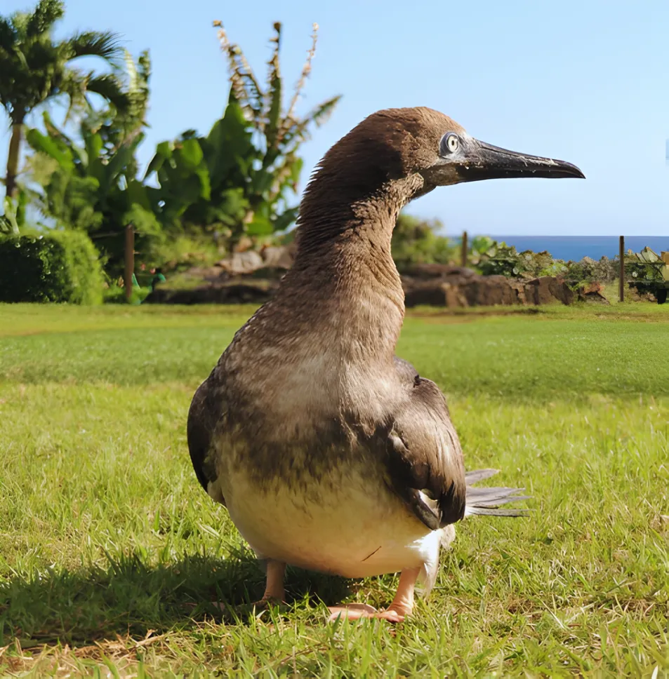 シーライフパークで保護したアカアシカツオドリ