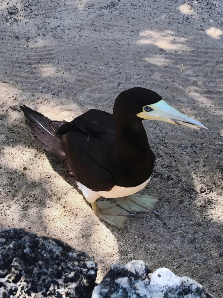 シーライフパークハワイで保護したカツオドリ
