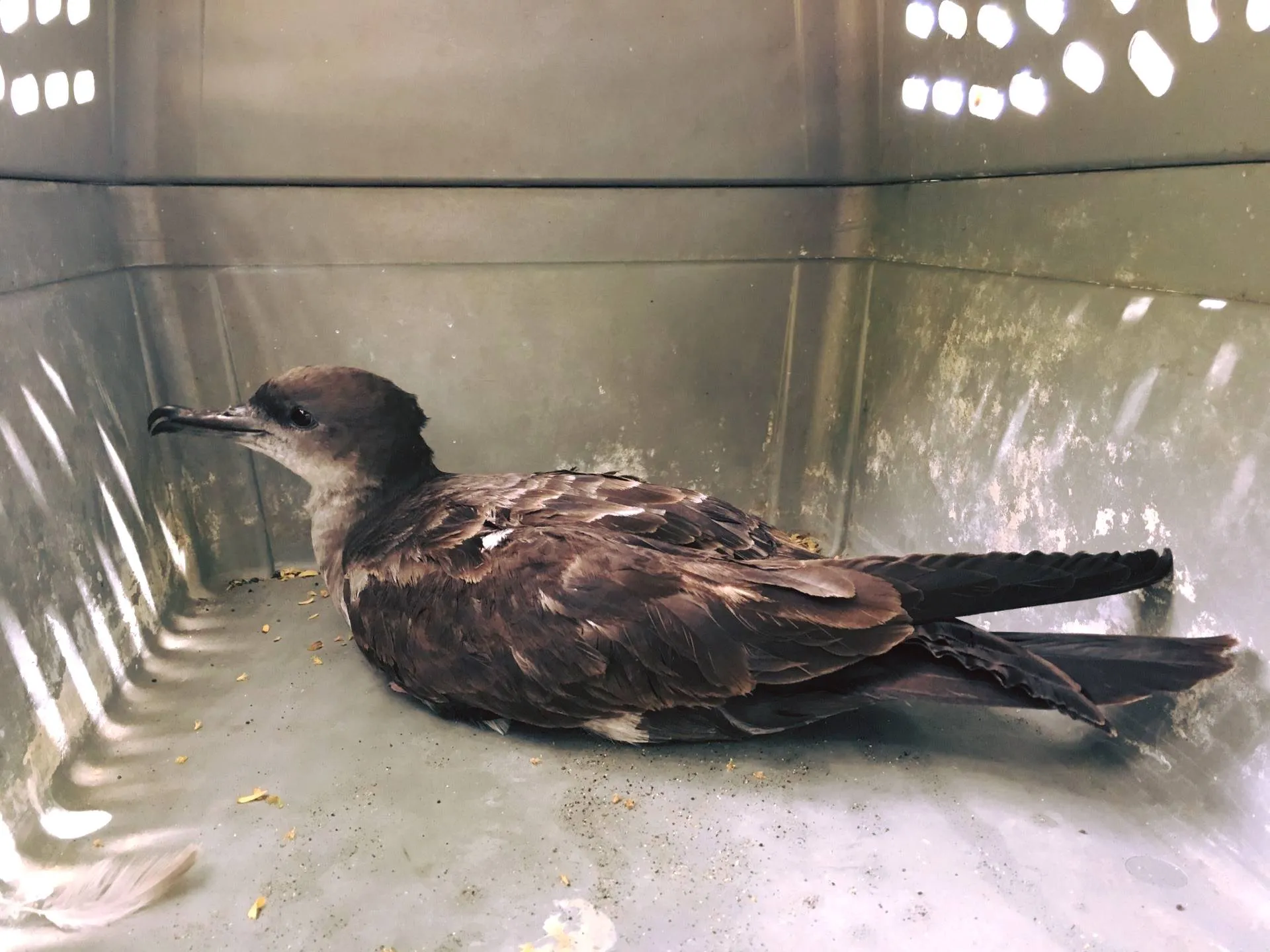 シーライフパークハワイで保護したミズナギドリ