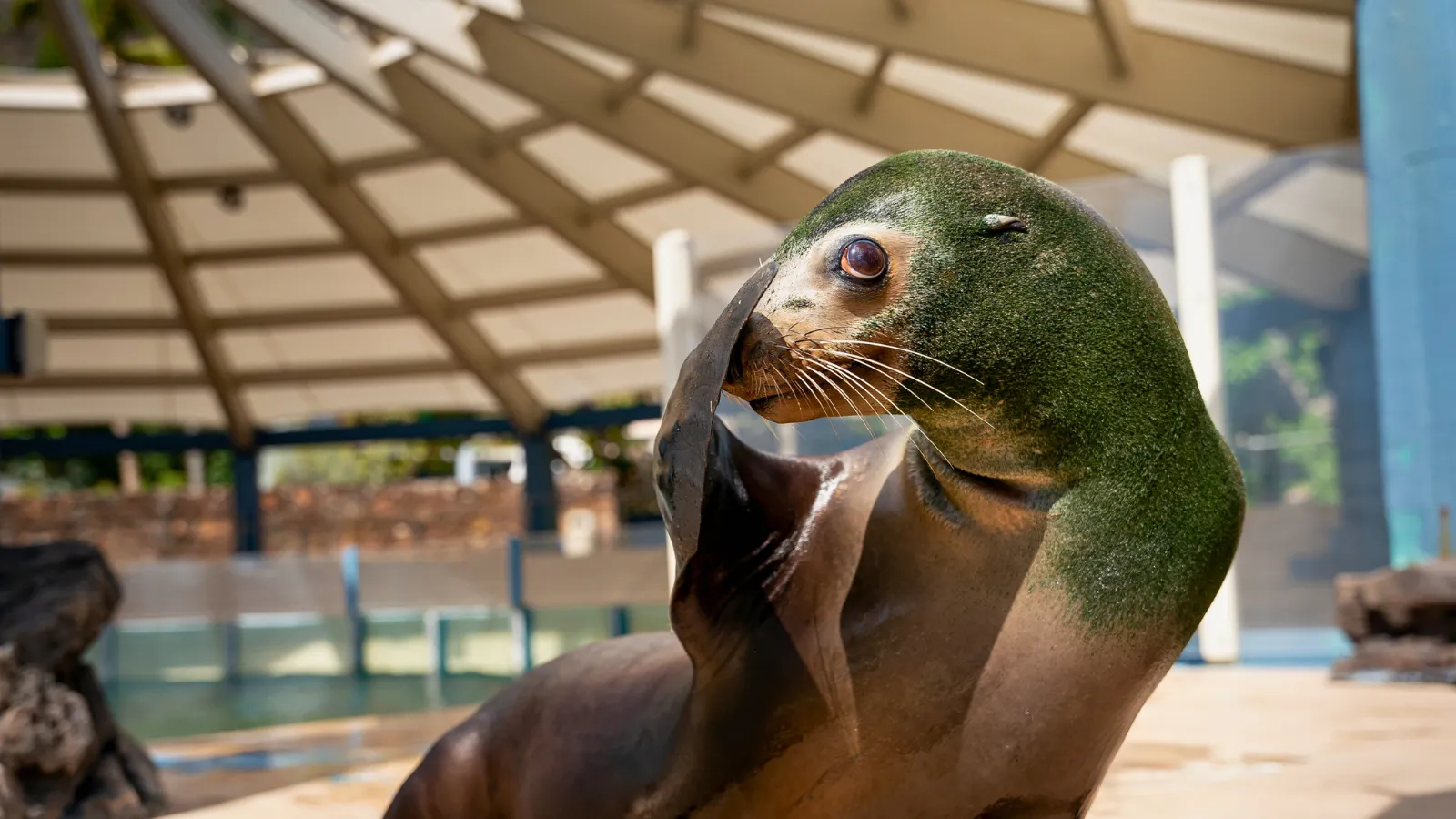 シーライオン・エンカウンターでアシカが顔を隠す可愛らしい仕草をしている様子