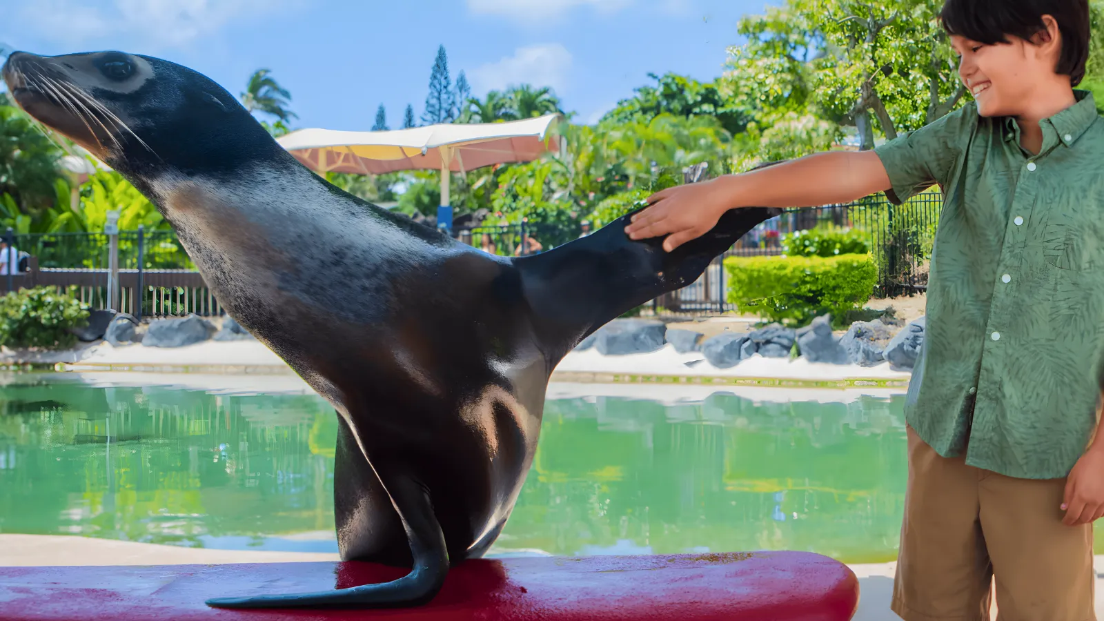 アシカと触れ合う参加者の様子
