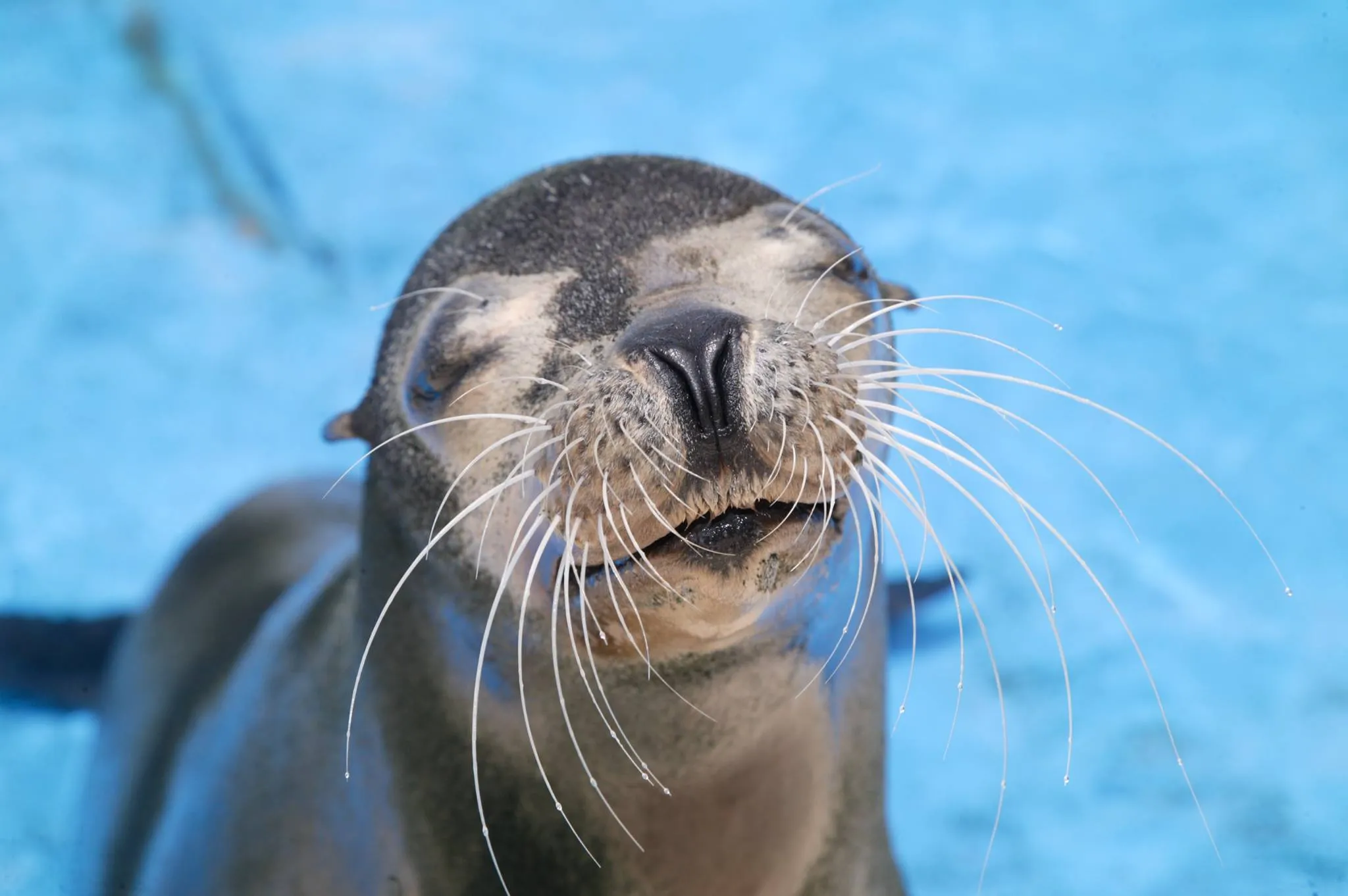 まるで笑顔のアシカの顔