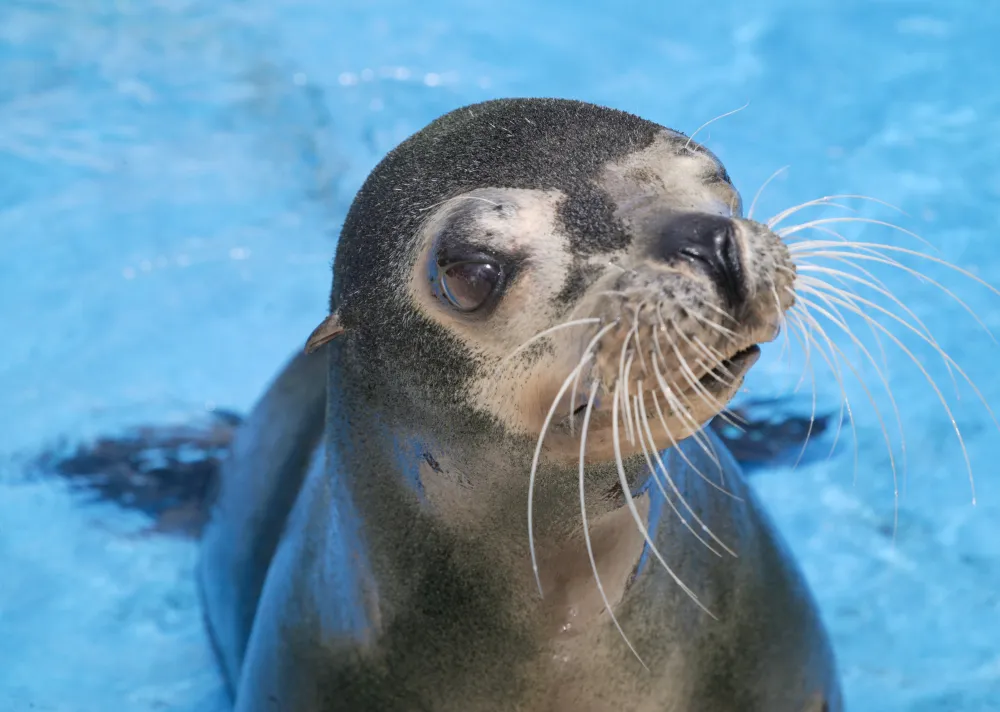 つぶらな瞳で見つめてくるアシカ