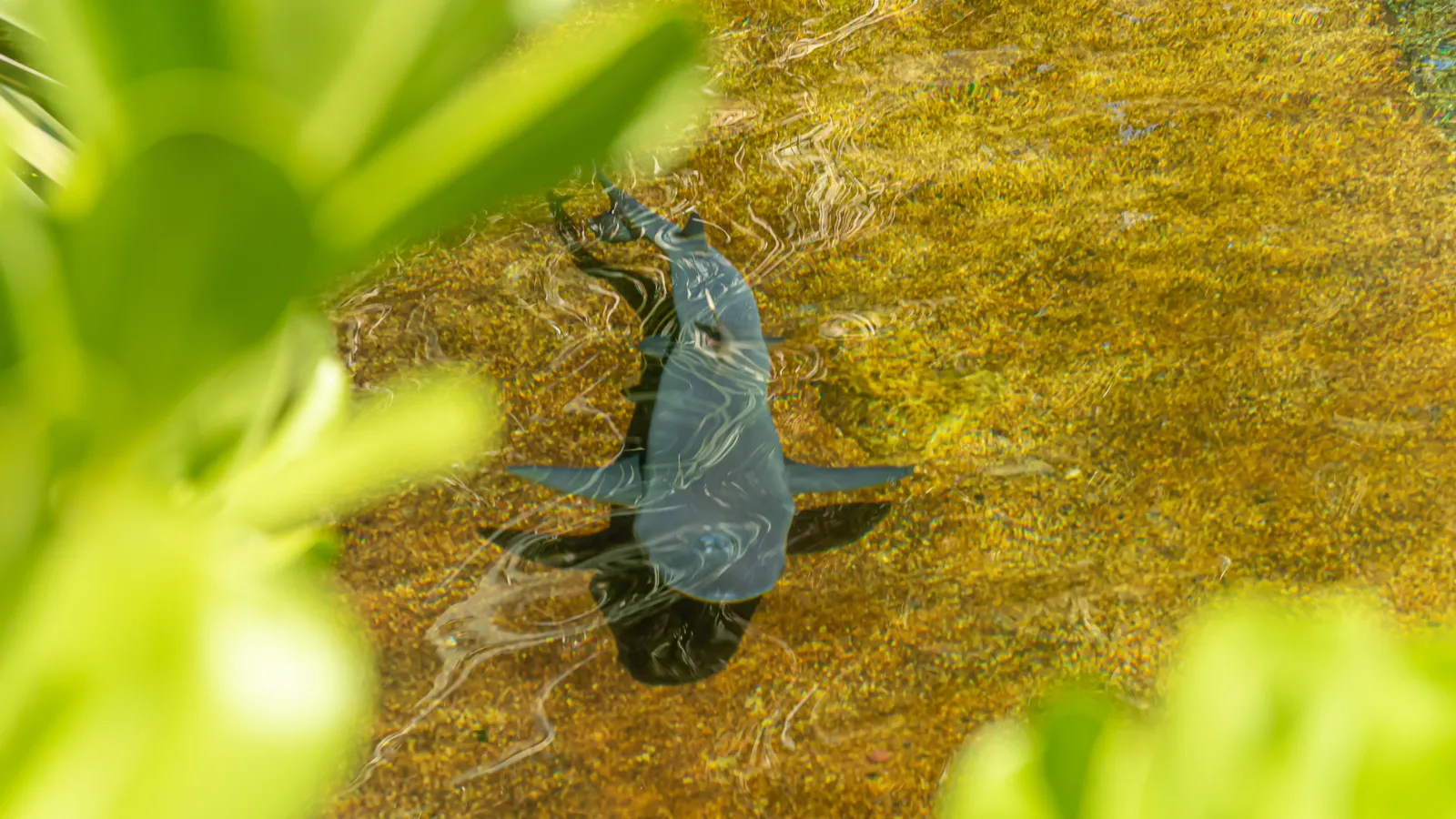 ラグーンで悠々と泳ぐサメ