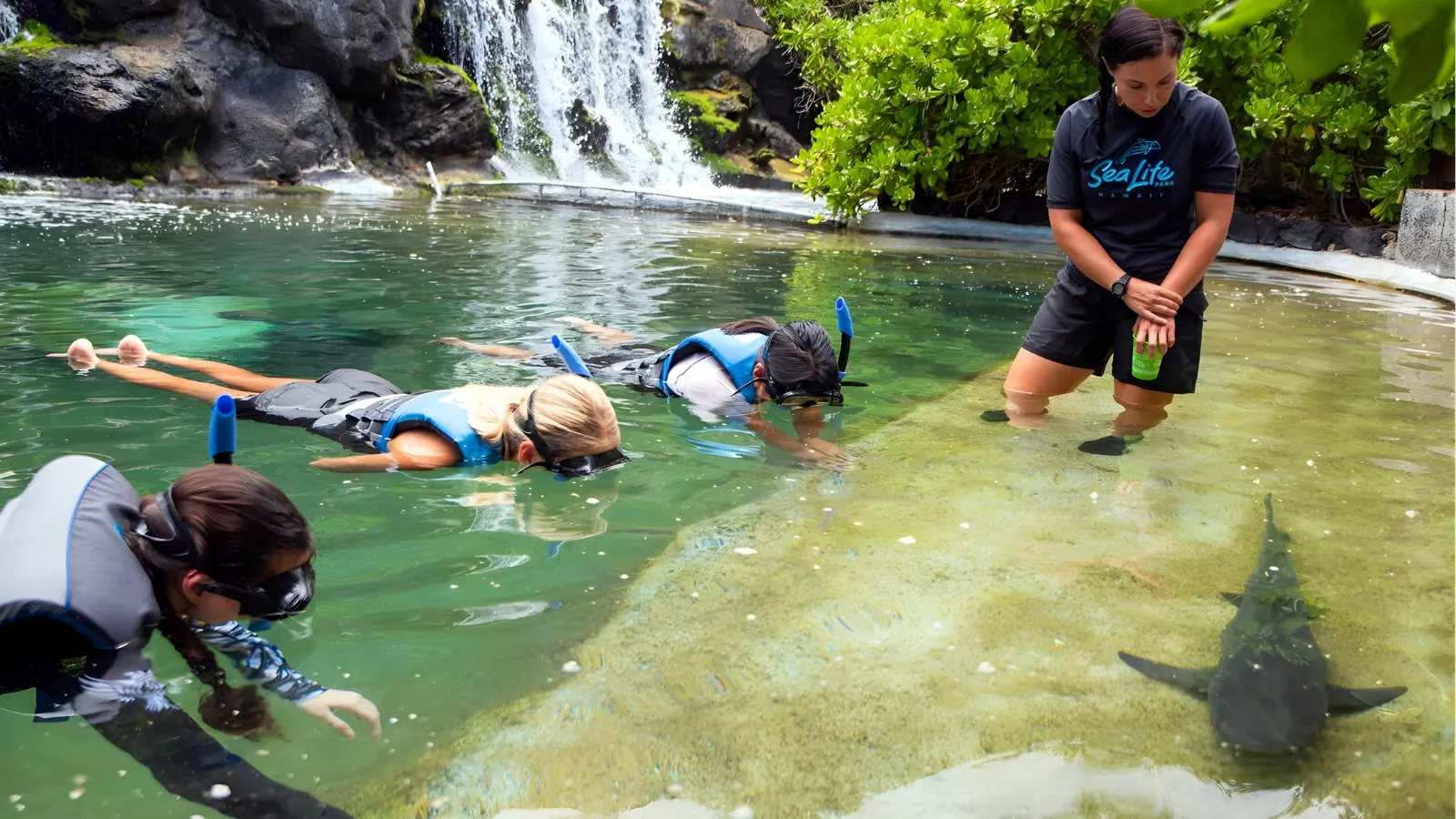 ラグーンでサメを観察する参加者の様子