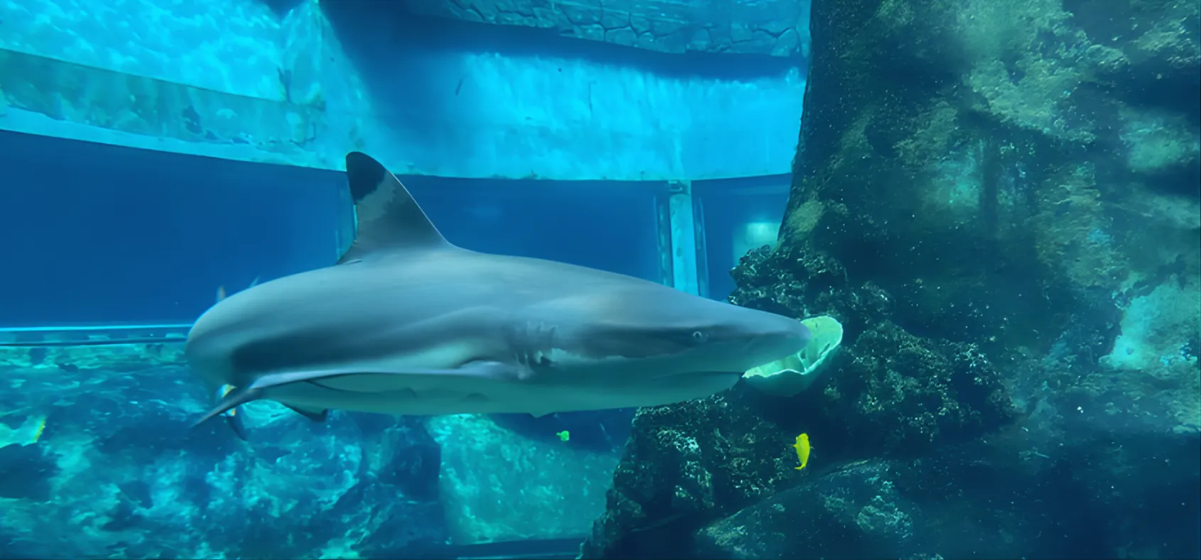 岩陰を泳ぐサメ