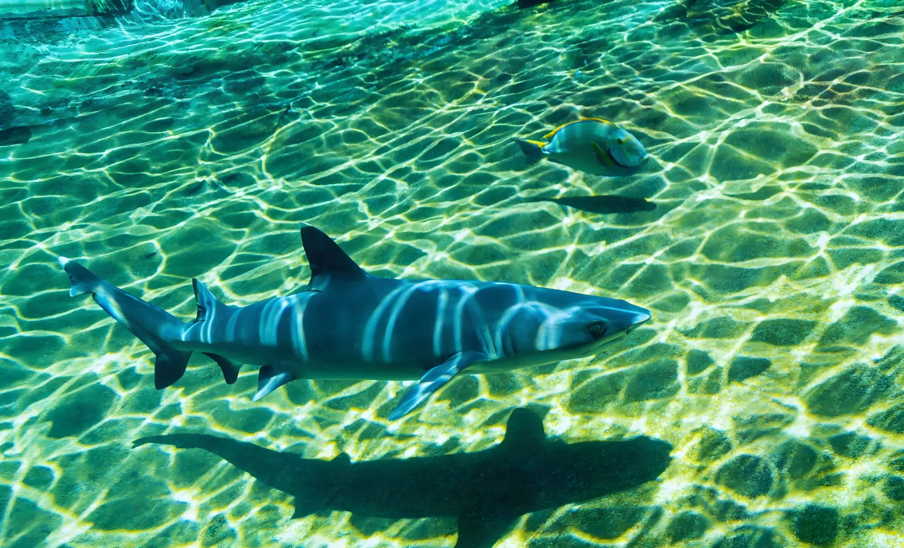 サメと熱帯魚が一緒に泳ぐ水槽の様子