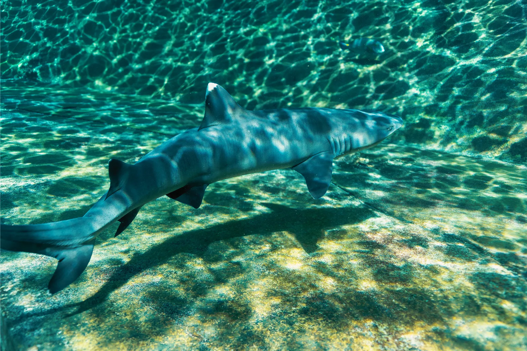パークの水槽で泳ぐサメ