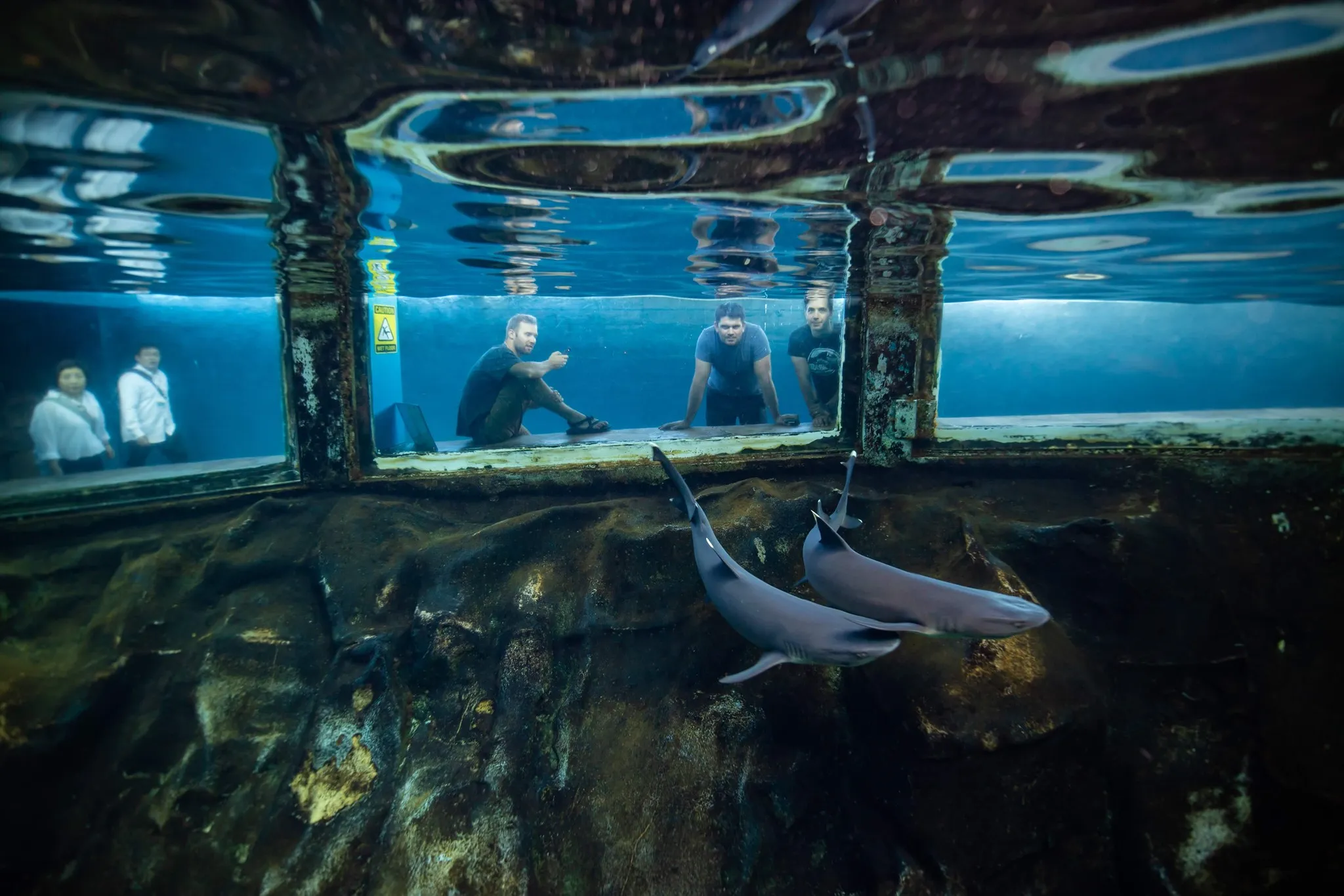 澄んだ水槽を悠然と泳ぐ二匹のサメと、水槽の外側で観察をする人たち