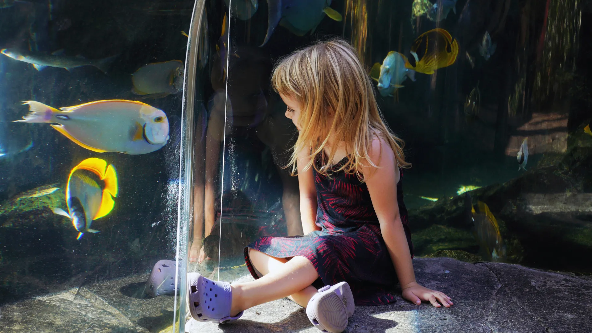 ディスカバリー・リーフ・タッチプールで熱帯魚を観察する様子(Discovery Reef Touch Pool)